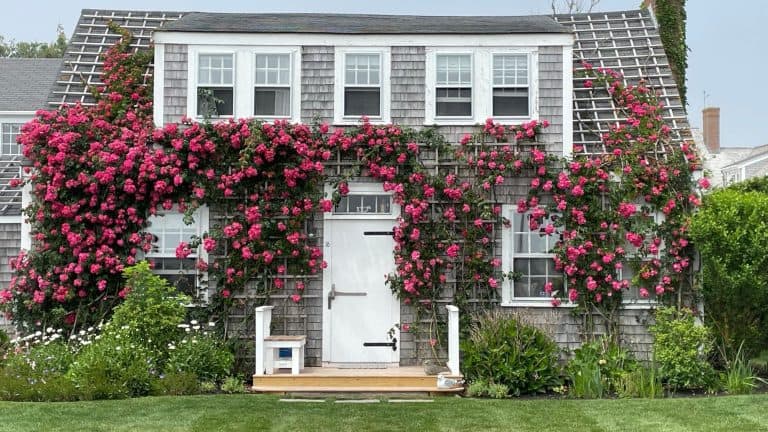A picturesque Nantucket cottage covered in vibrant pink climbing roses, with a white front door and windows framed by the lush greenery of a well-kept garden.
