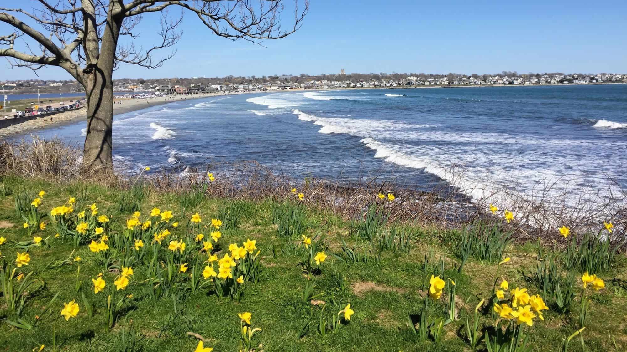 A scenic coastal view of Newport, Rhode Island, with gentle ocean waves rolling onto a sandy shore. The foreground features a grassy hill dotted with bright yellow daffodils, while a leafless tree frames the left side of the image.