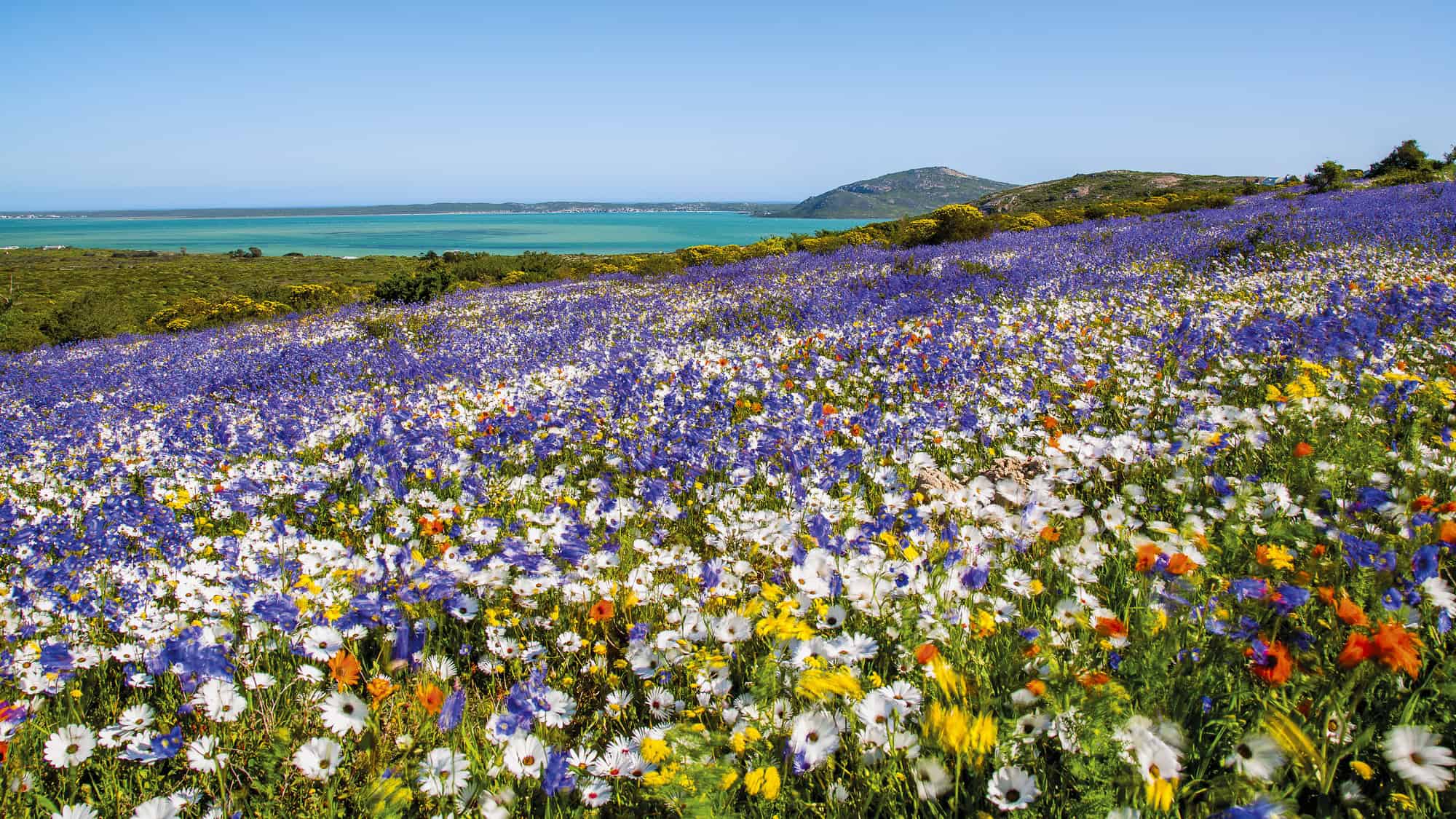 A breathtaking field of wildflowers in shades of purple, white, and yellow stretches toward the horizon. The turquoise ocean and rolling hills provide a stunning backdrop.