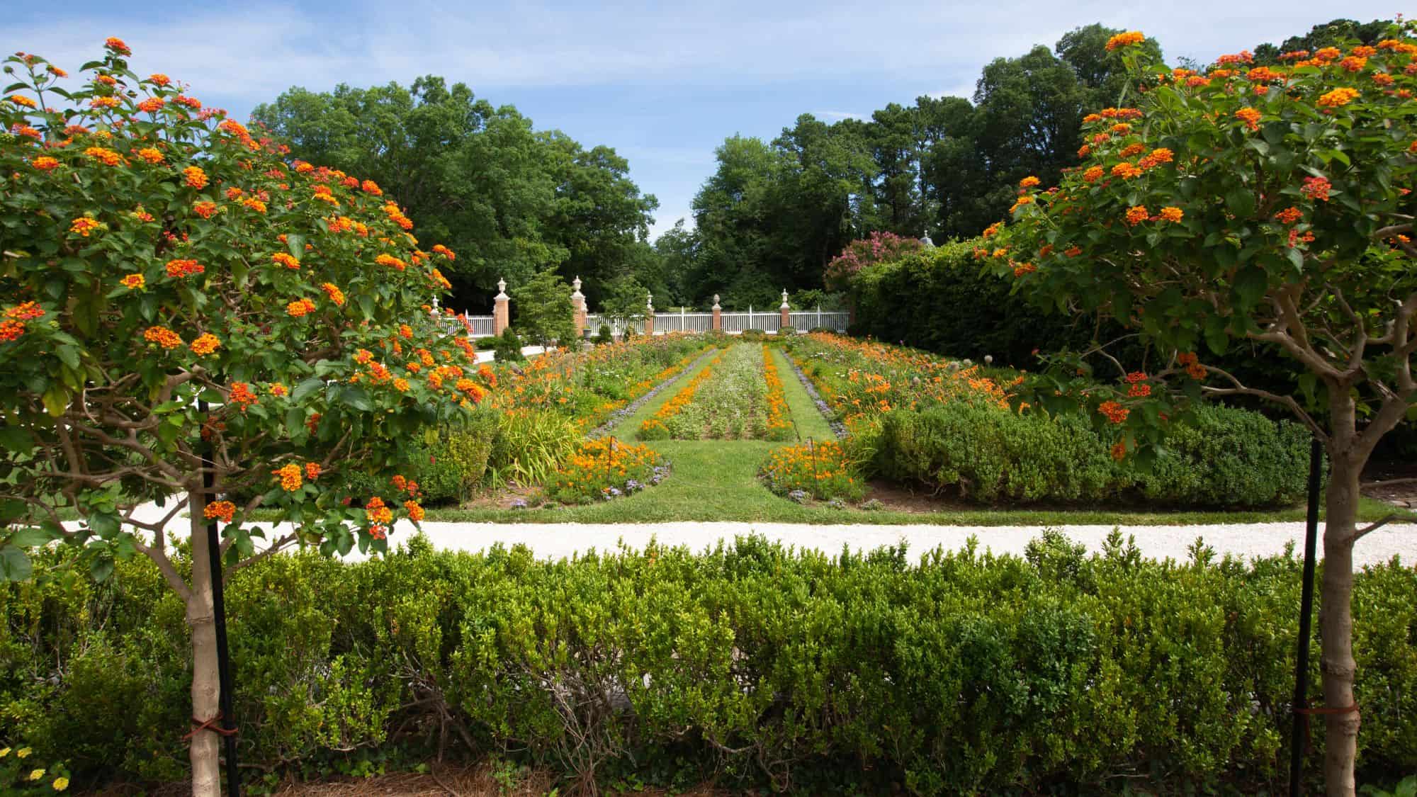 A vibrant garden in Williamsburg, Virginia, with rows of blooming flowers in shades of orange and yellow. The landscape is framed by neatly trimmed hedges and two trees adorned with bright orange blossoms.