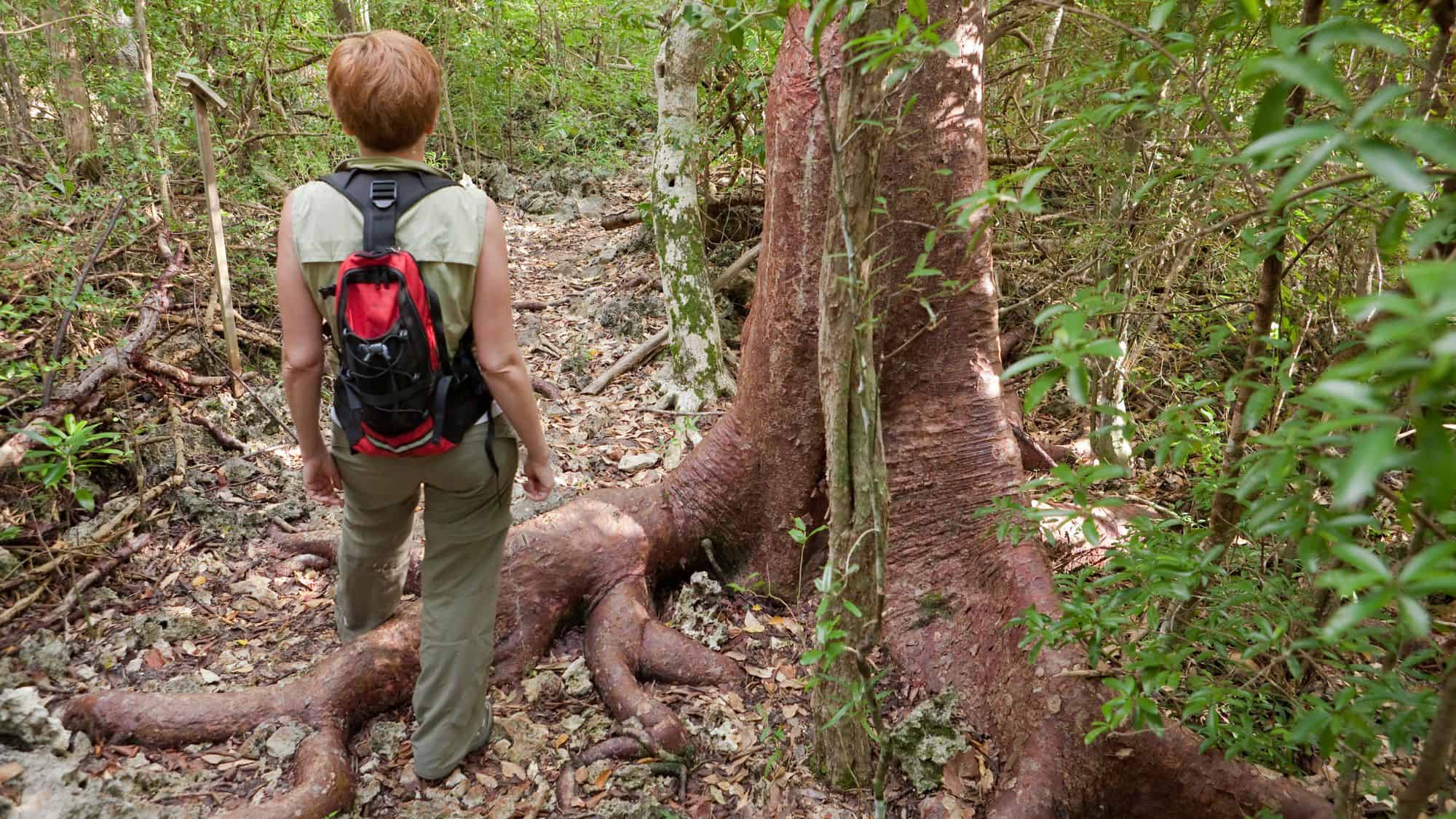 A hiker with a red and black backpack walks along a rugged forest path surrounded by lush greenery, passing a massive tree with sprawling roots in the Cayman Islands.