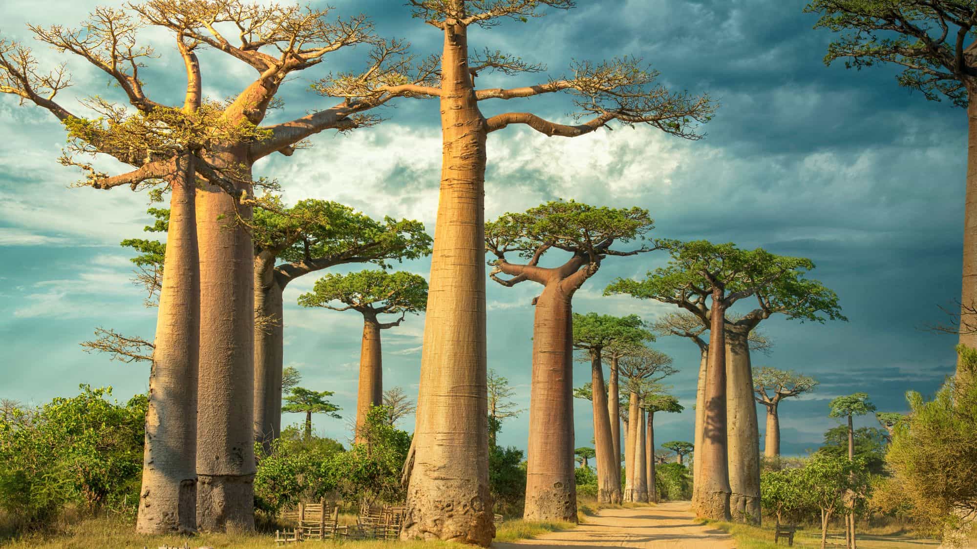 A scenic view of Madagascar’s Avenue of the Baobabs, featuring towering, ancient trees with thick trunks and sparse branches. The warm lighting and dramatic clouds make the landscape look otherworldly.