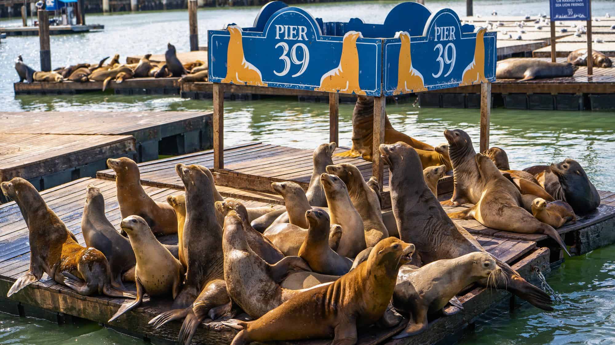 A group of sea lions lounges on wooden docks at PIER 39 in San Francisco, with a blue and yellow sign marking the location. The lively marine mammals bask in the sun as tourists admire them from nearby.