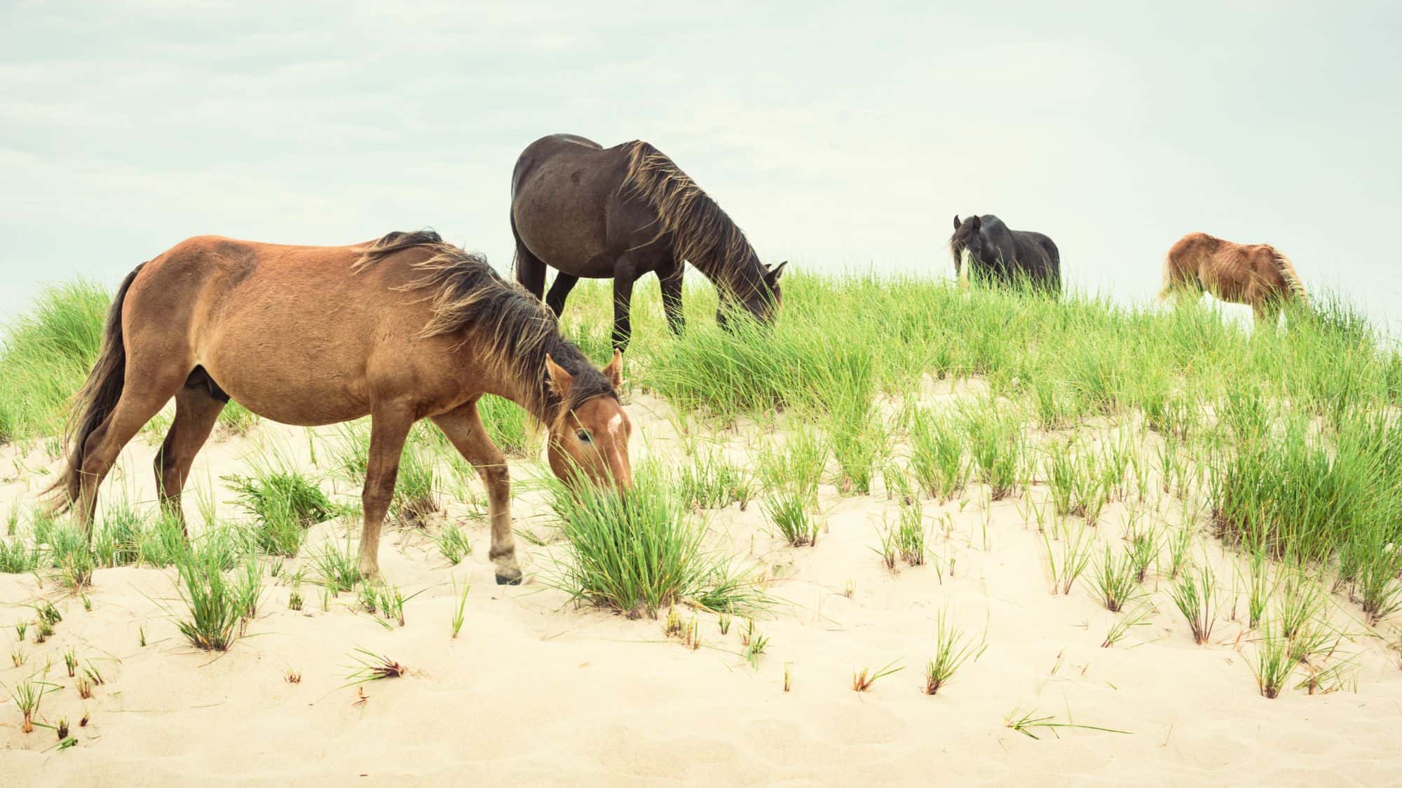 A group of wild horses grazing on grassy sand dunes in a remote coastal environment. The soft, muted colors of the landscape create a peaceful, untouched wilderness scene.