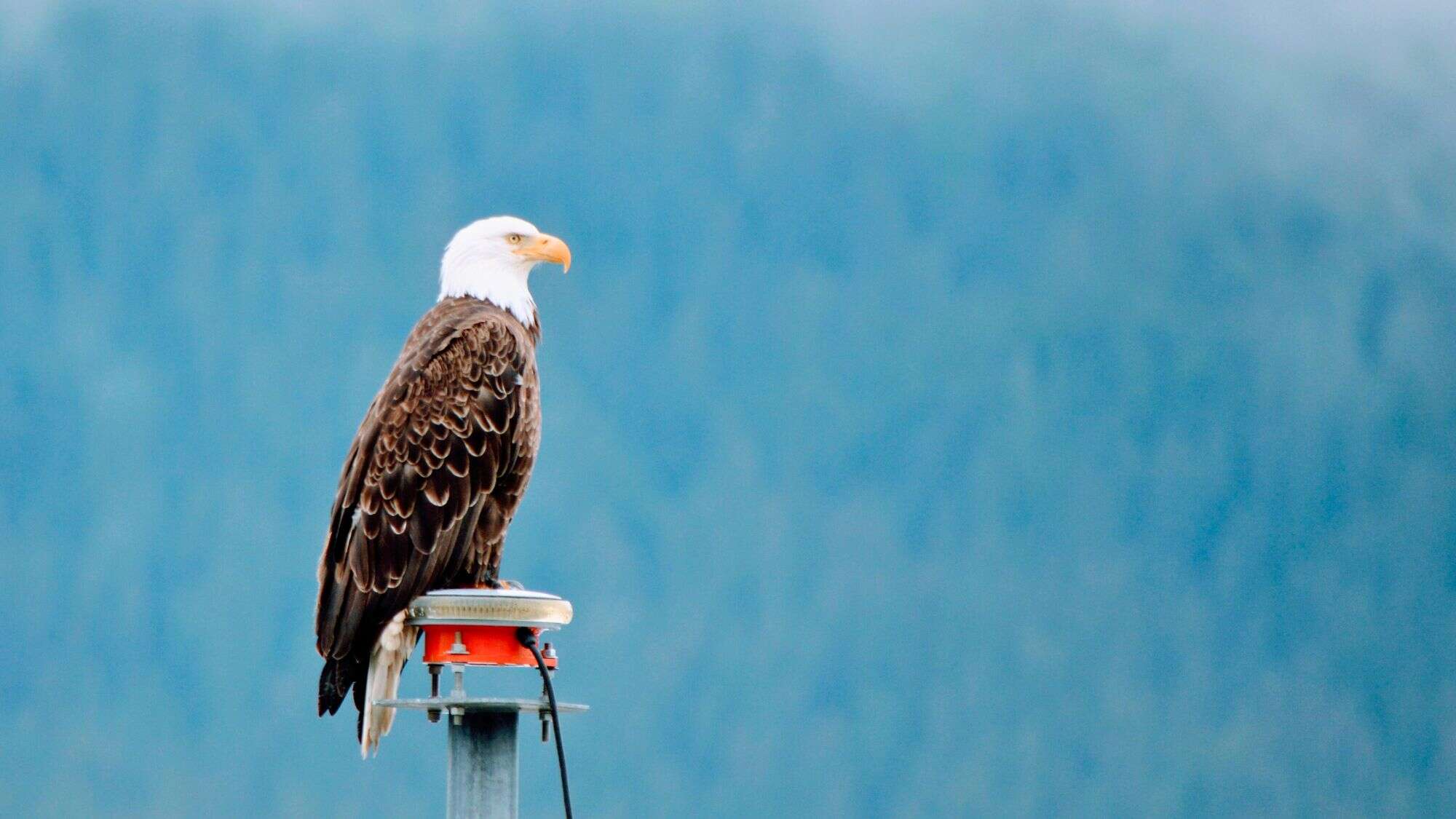 A bald eagle perches proudly on a post, surveying the misty Alaskan wilderness, with its sharp features and iconic white head standing out against a blurred forest background.