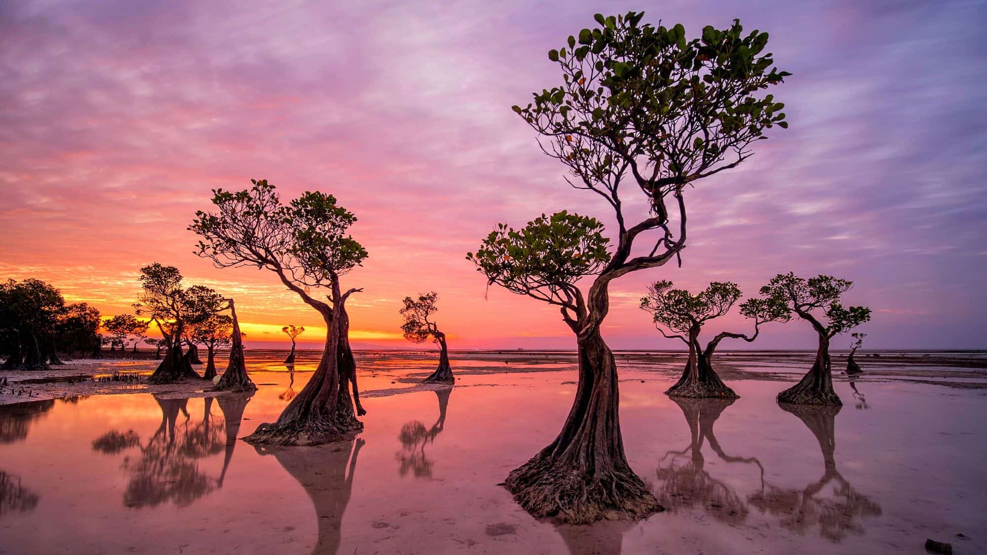 A surreal sunset scene at Walakiri Beach in Indonesia, where mangrove trees stand in shallow water reflecting vibrant pink and purple hues. Their twisted branches create a mesmerizing silhouette against the sky.