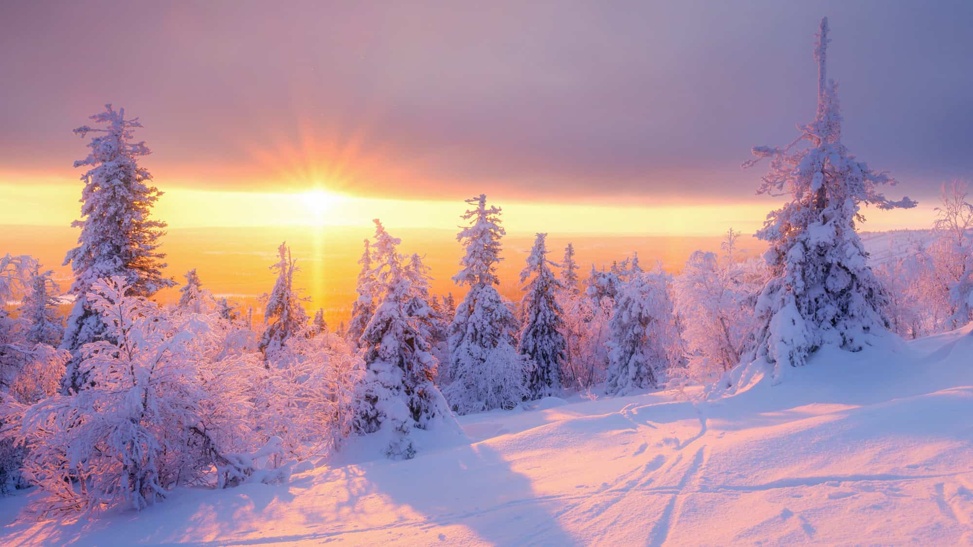 A snow-covered forest with sunlit trees and ski tracks, bathed in the warm hues of a sunrise or sunset.
