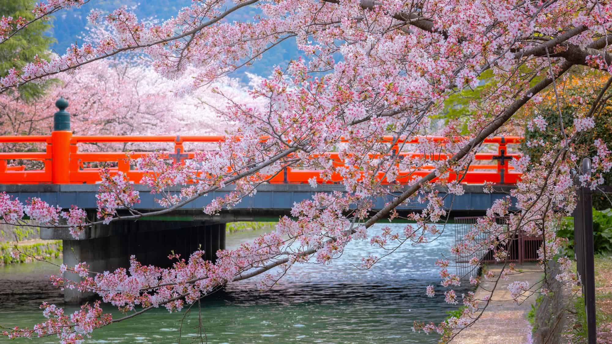 A picturesque Japanese scene featuring a bright red bridge over a calm river, framed by delicate pink cherry blossoms in Kyoto.