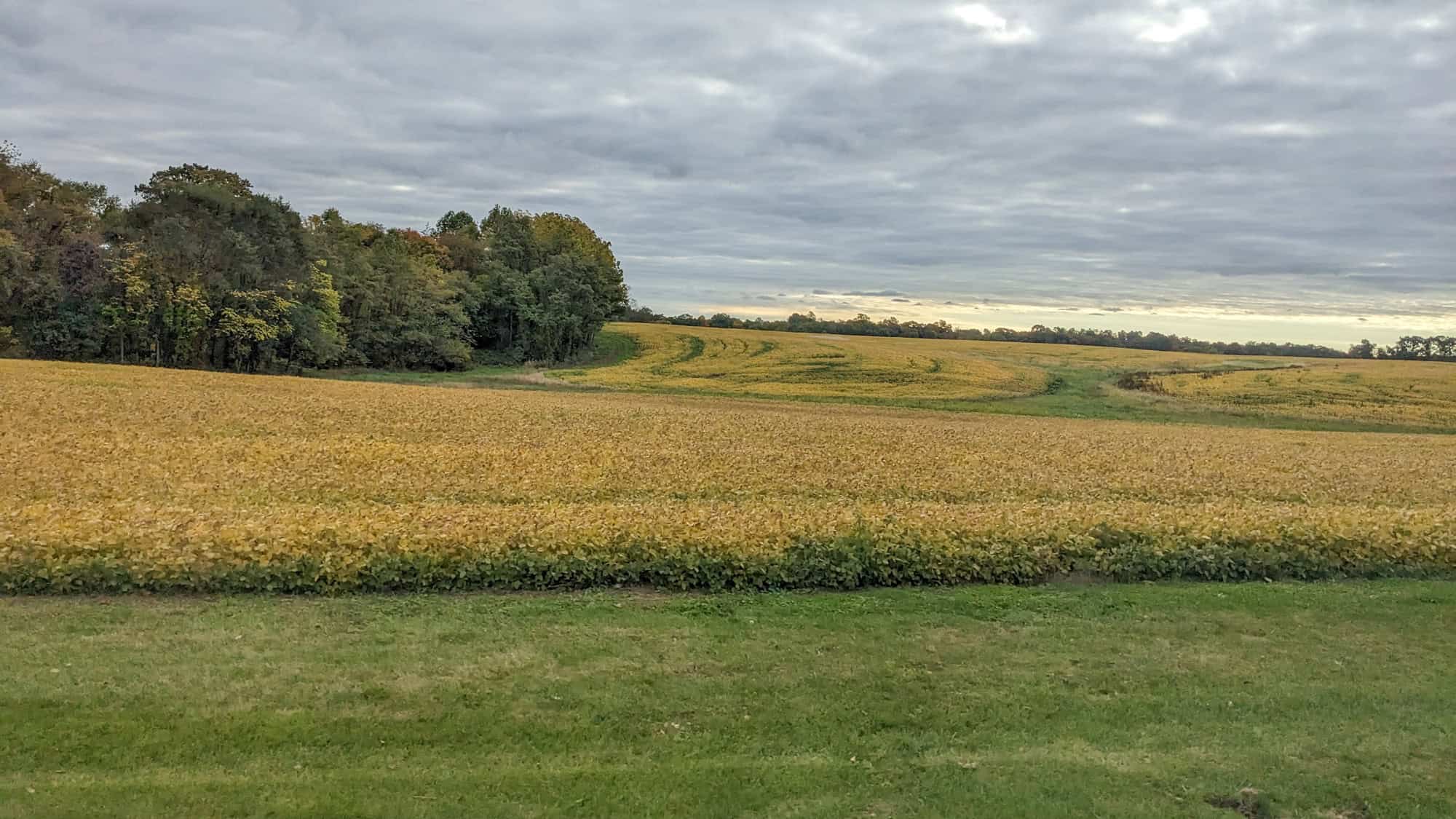 Rolling farmland near Lancaster, Pennsylvania features golden soybean fields under a cloudy sky, bordered by a line of dense, green trees.