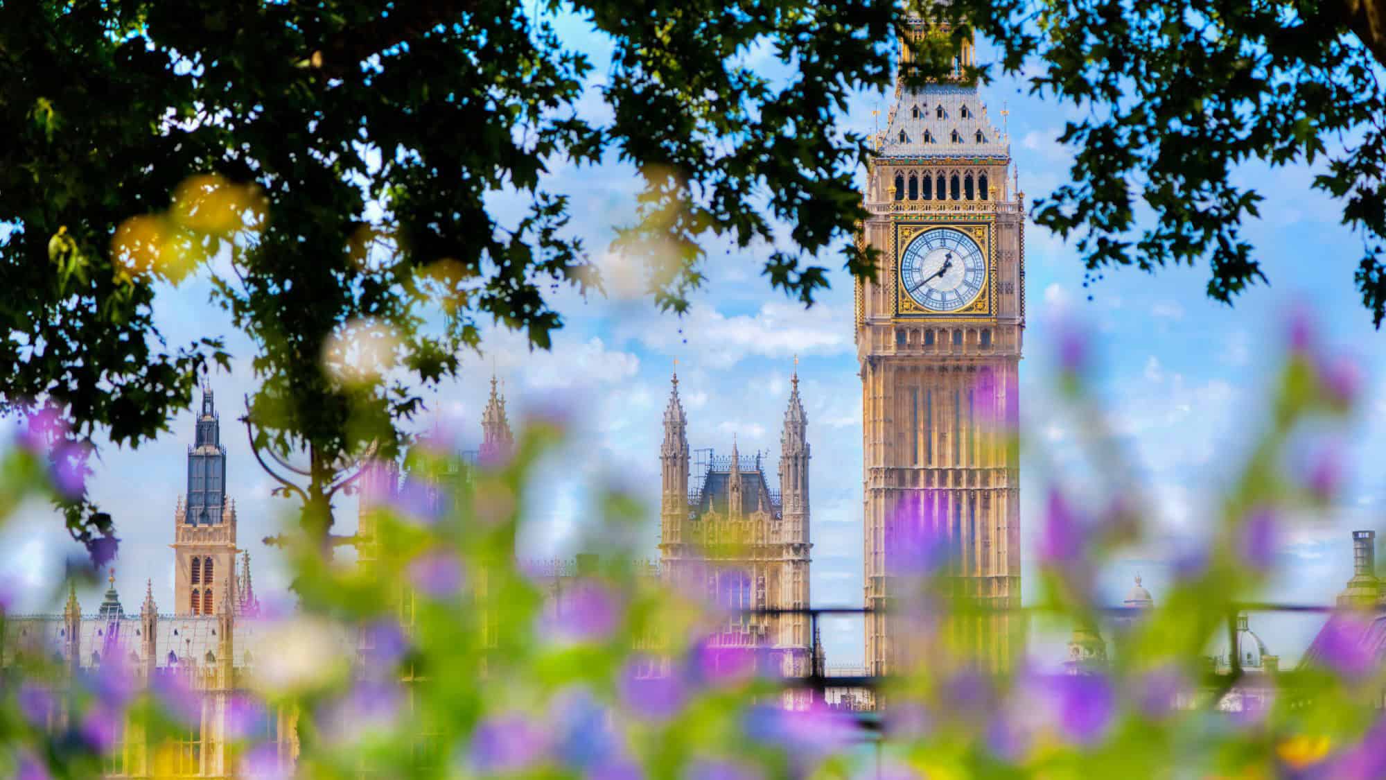The iconic Big Ben and Westminster Abbey peek through a blur of purple wildflowers and lush green leaves, creating a dreamy view of London.
