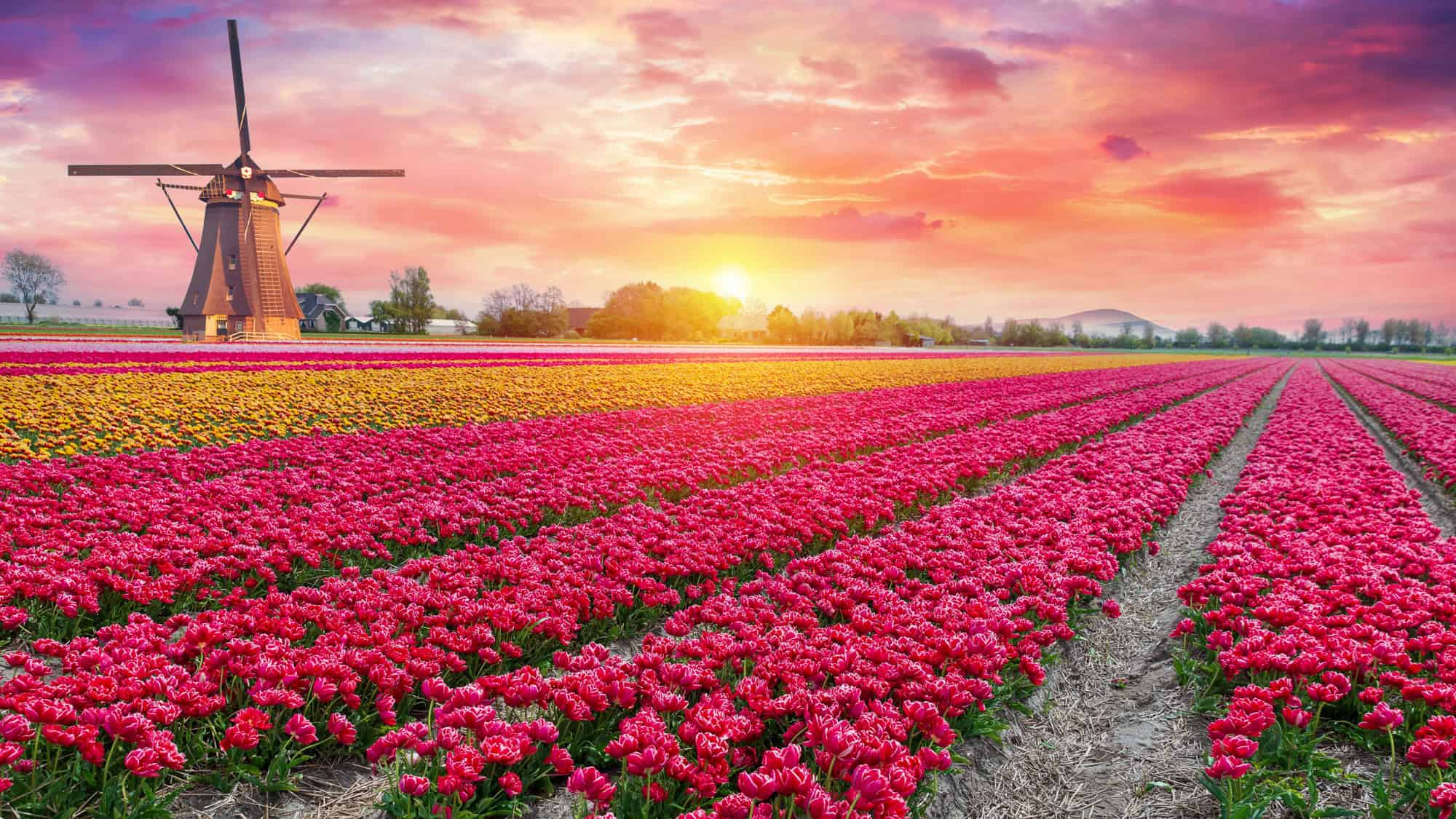 Vibrant rows of pink, yellow, and red tulips stretch toward the horizon, with a traditional Dutch windmill standing against a dramatic sunset sky.