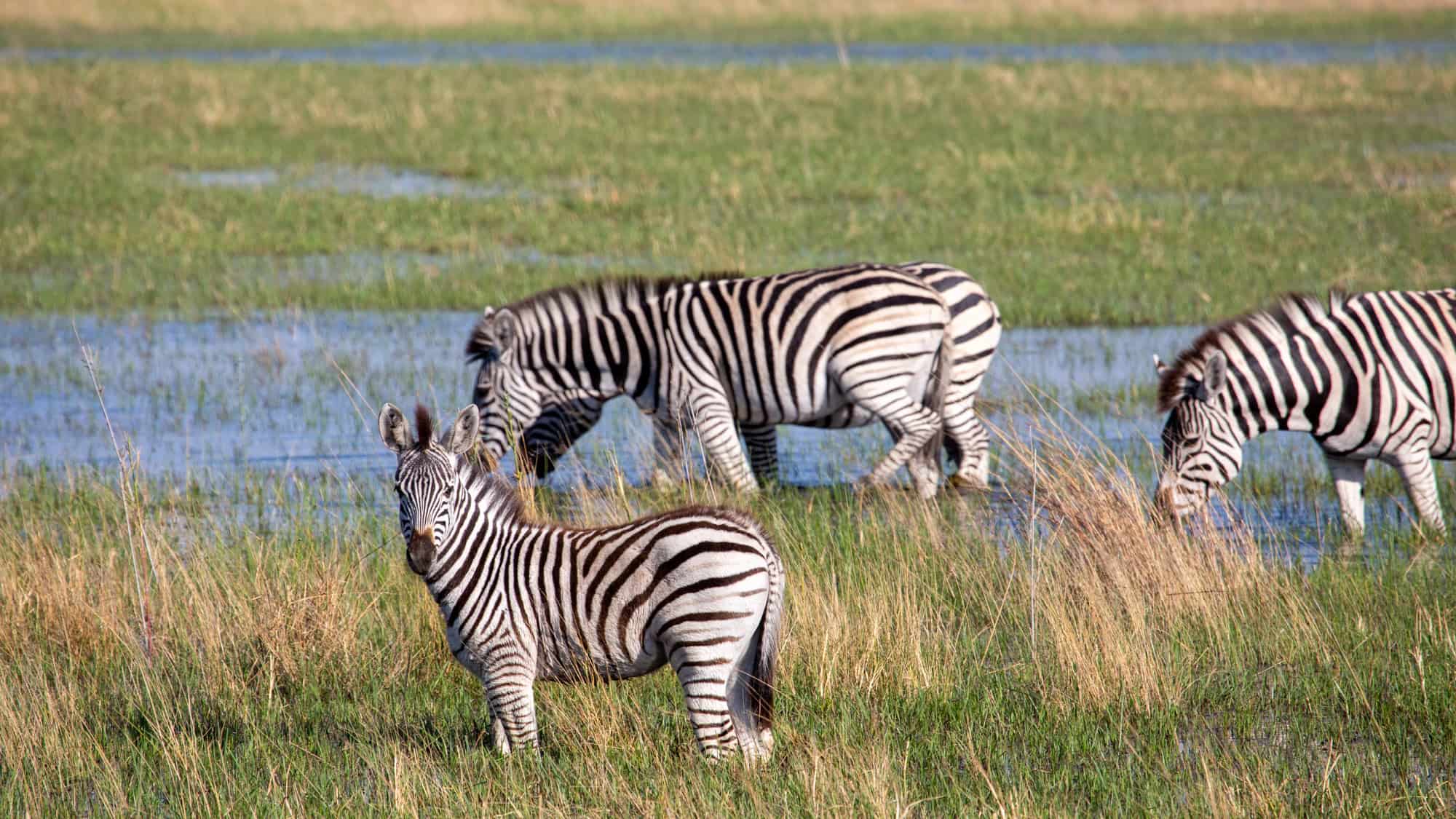 A serene savanna scene with zebras grazing and drinking in a marshy, grassy landscape under bright sunlight.
