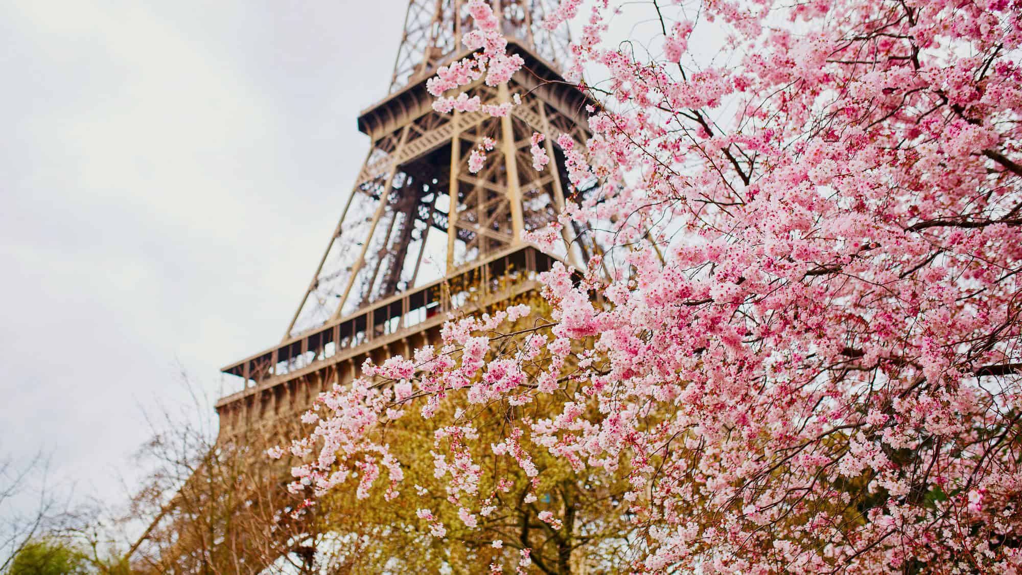 A stunning shot of the Eiffel Tower partially obscured by cherry blossoms in full bloom, capturing the romantic essence of Paris in springtime.