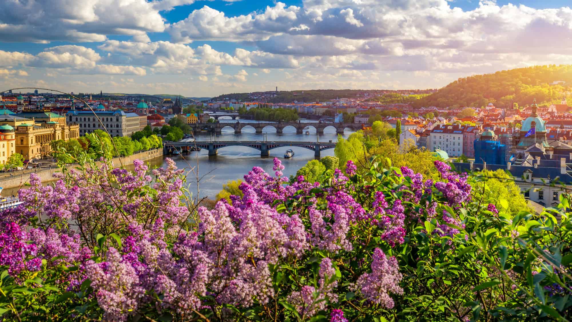 A breathtaking cityscape of Prague, featuring multiple bridges crossing the Vltava River, framed by vibrant purple lilacs and lush greenery.