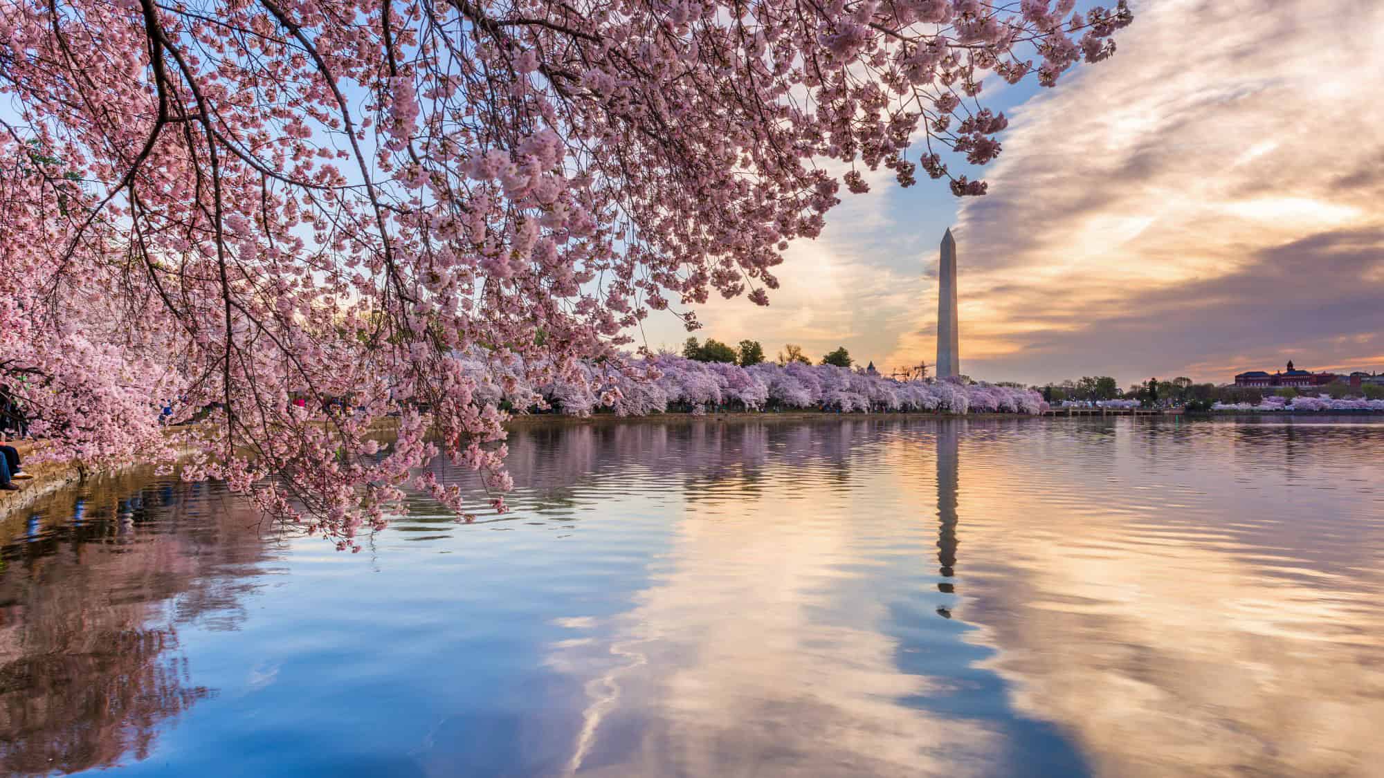 A serene view of the Tidal Basin in Washington, D.C., framed by delicate pink cherry blossoms, with the Washington Monument standing tall in the background during a colorful sunset.
