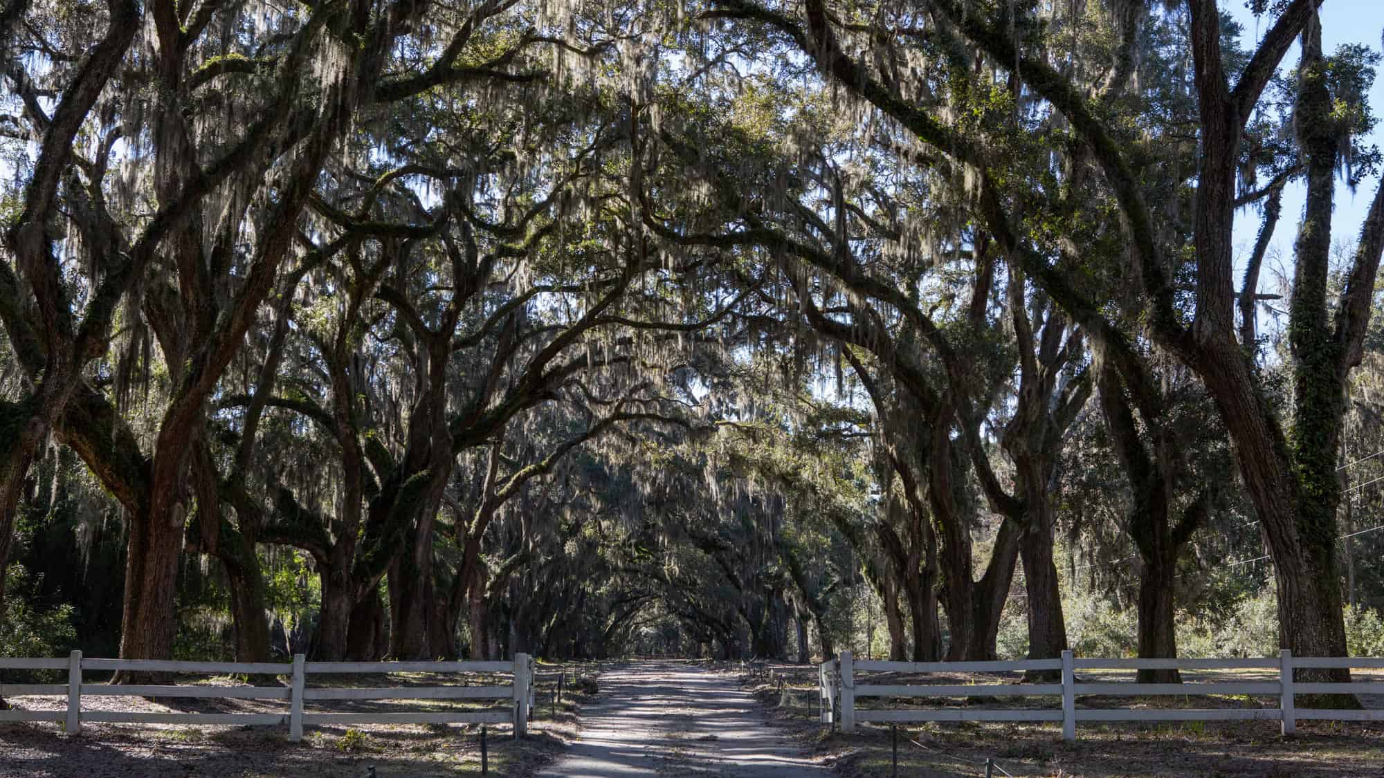 A scenic dirt road lined with towering live oak trees draped in Spanish moss, creating a tunnel-like canopy over the entrance to the historic Wormsloe plantation in Savannah, Georgia.