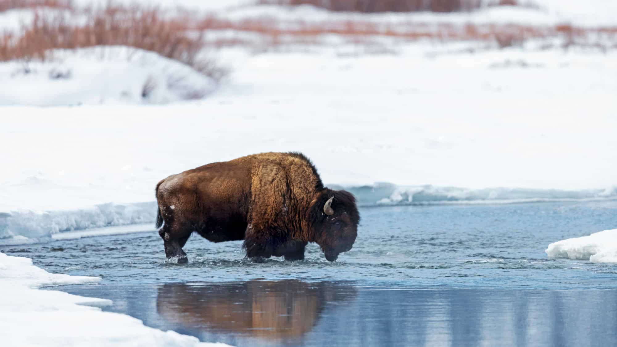 A bison stands in a partially frozen river, surrounded by a snowy landscape. The animal's thick brown fur is dusted with snow as it wades through the icy water.