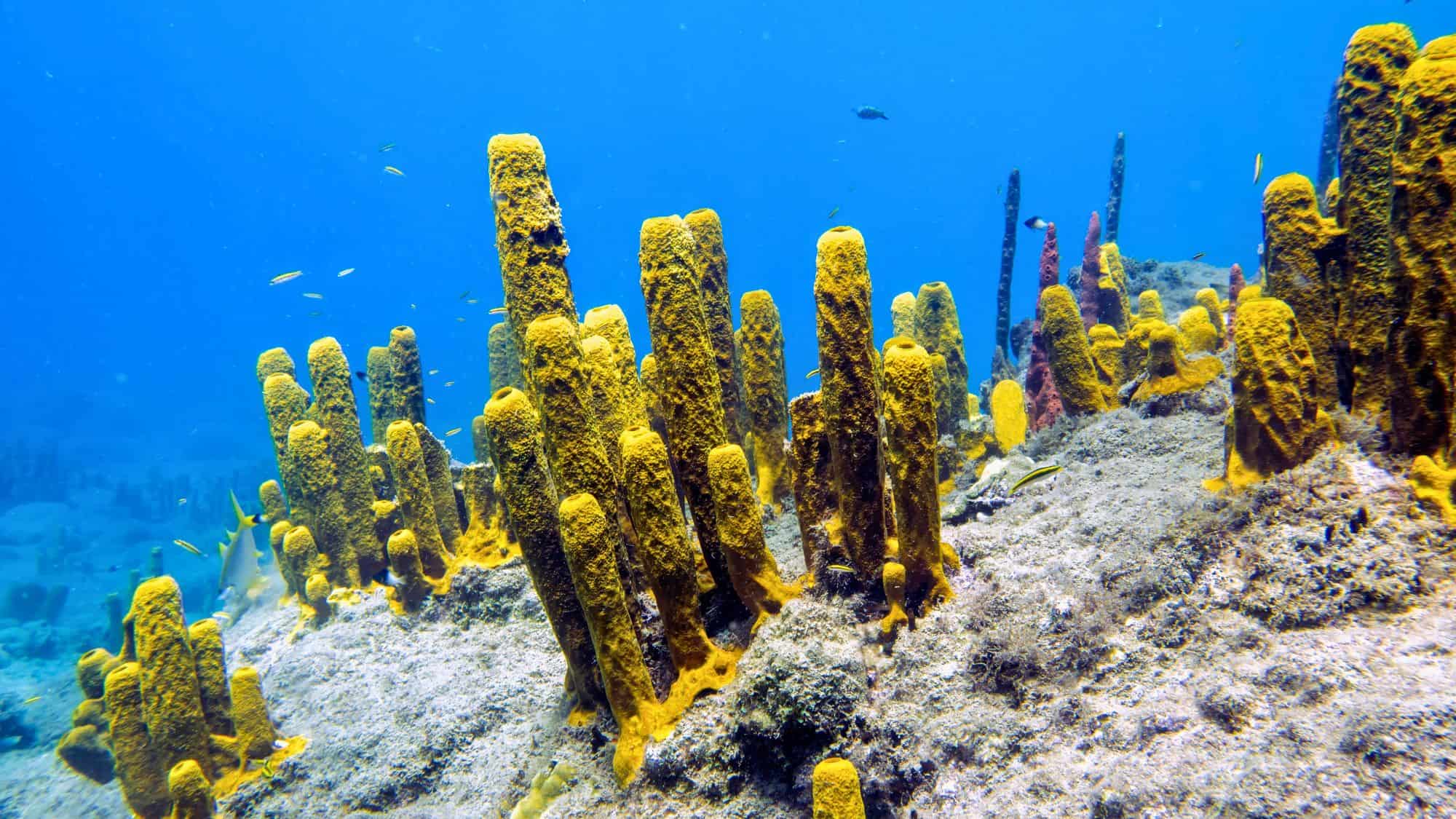 Underwater view of yellow tube sponges and vibrant marine life thriving on the reef, with tiny fish swimming through the clear blue water in this popular snorkeling site.