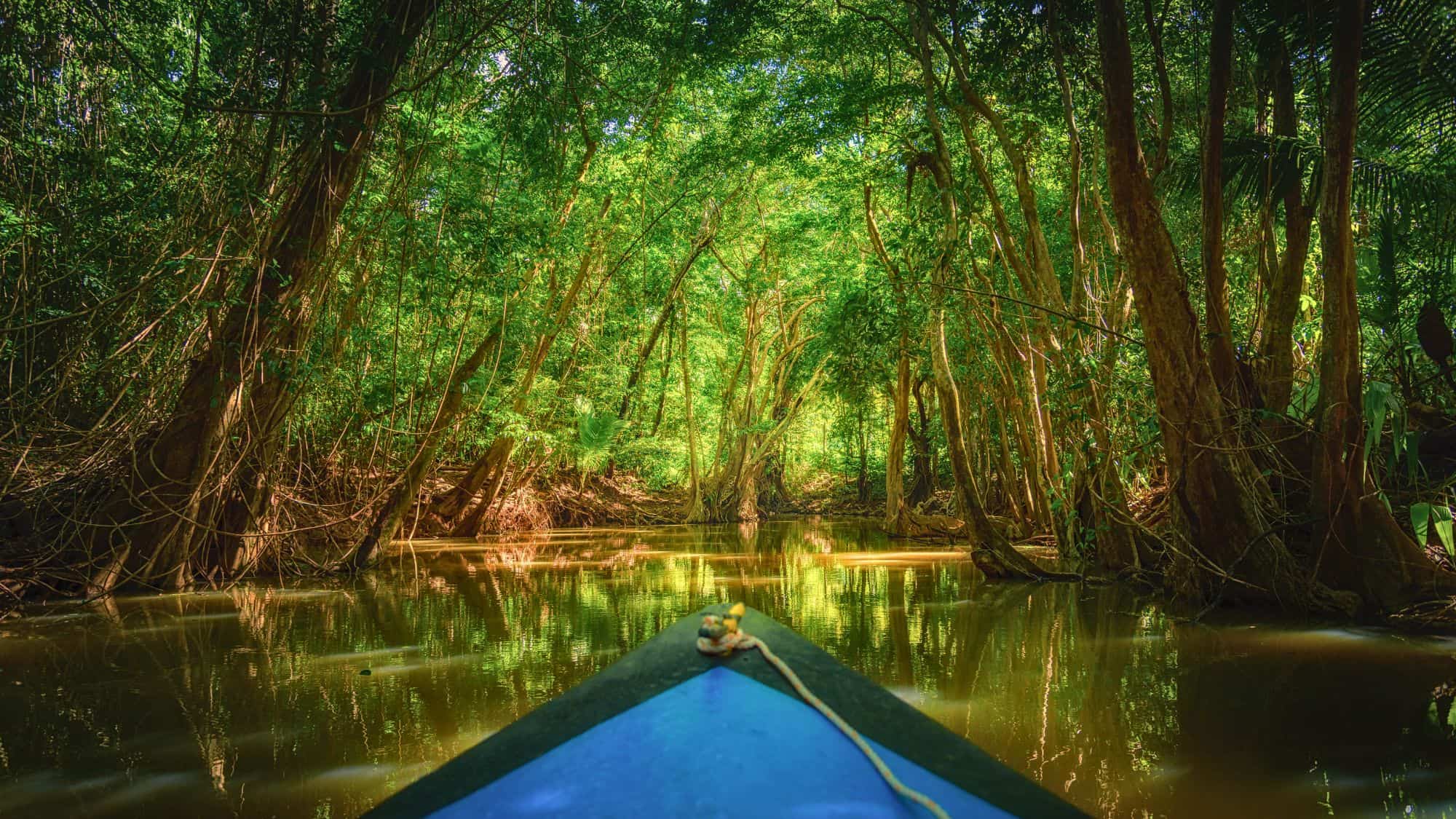 View from a boat gliding through a dense, sunlit rainforest river with tangled tree roots and reflective brown-green water in a lush jungle setting.