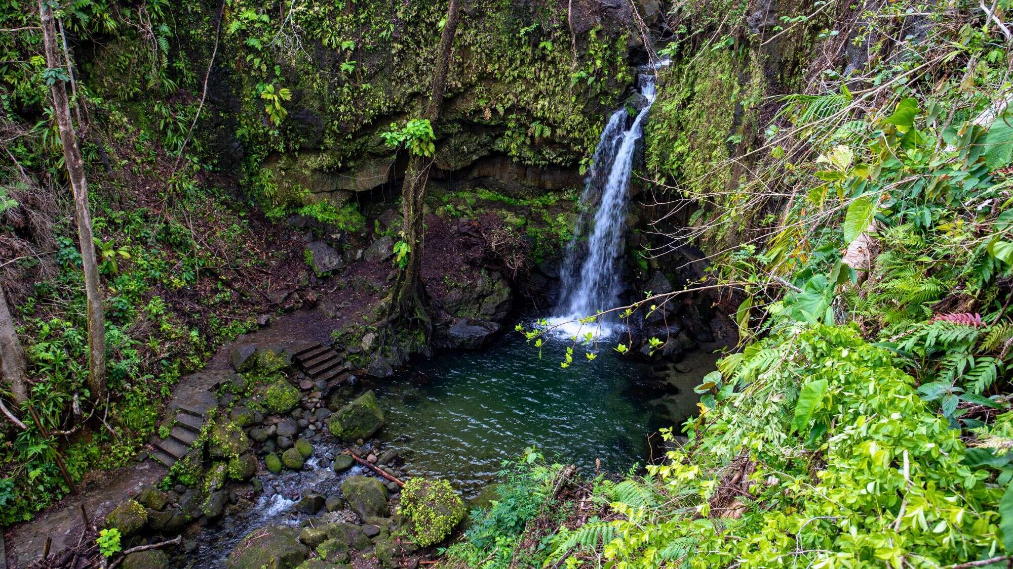 A secluded forest waterfall cascades into a small pool surrounded by lush moss-covered rocks, vines, and a stone path that winds through the vegetation.