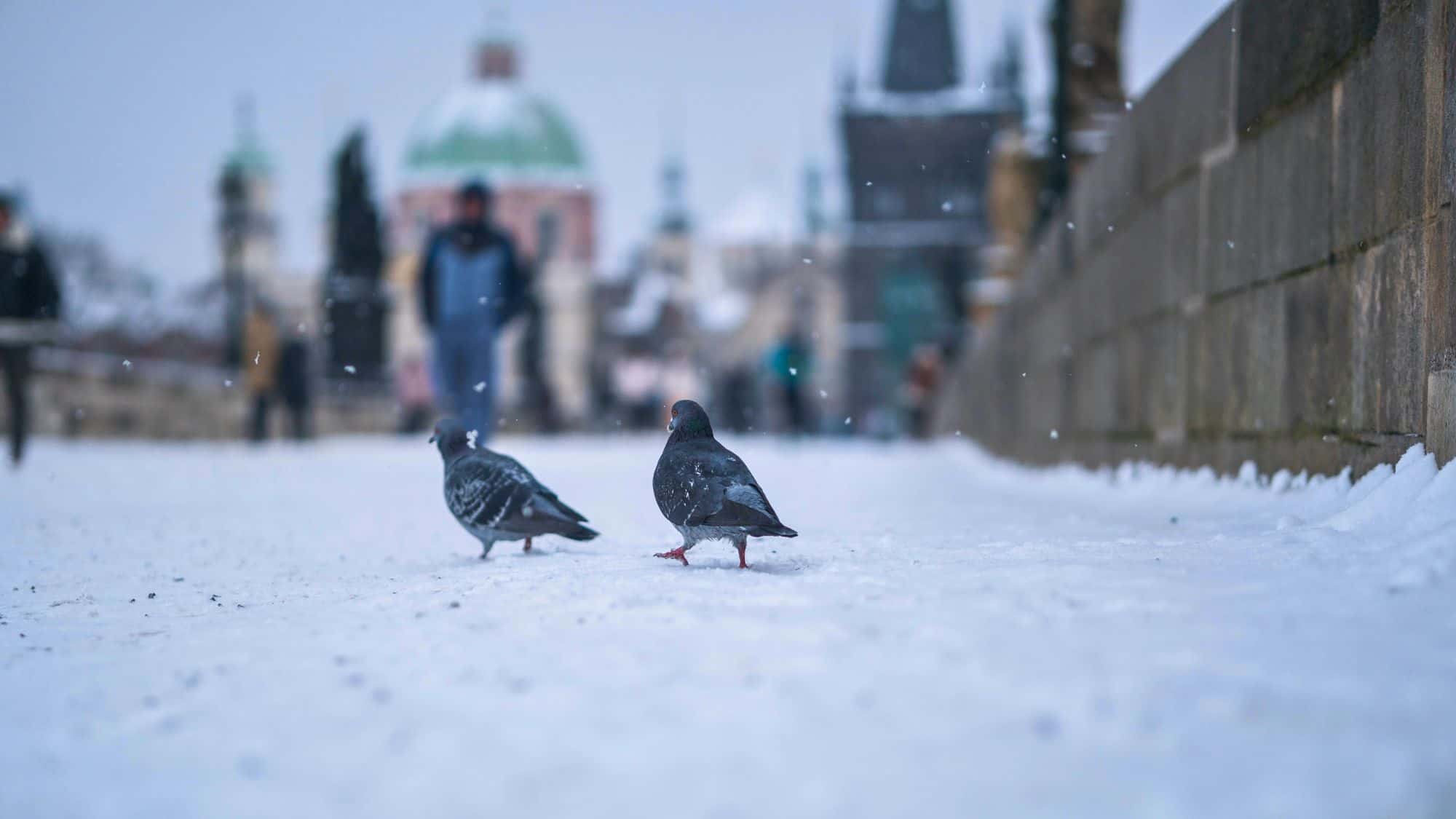 Two pigeons walk across a snow-covered pathway in Prague, with softly falling snow and blurred figures and historic architecture in the background.