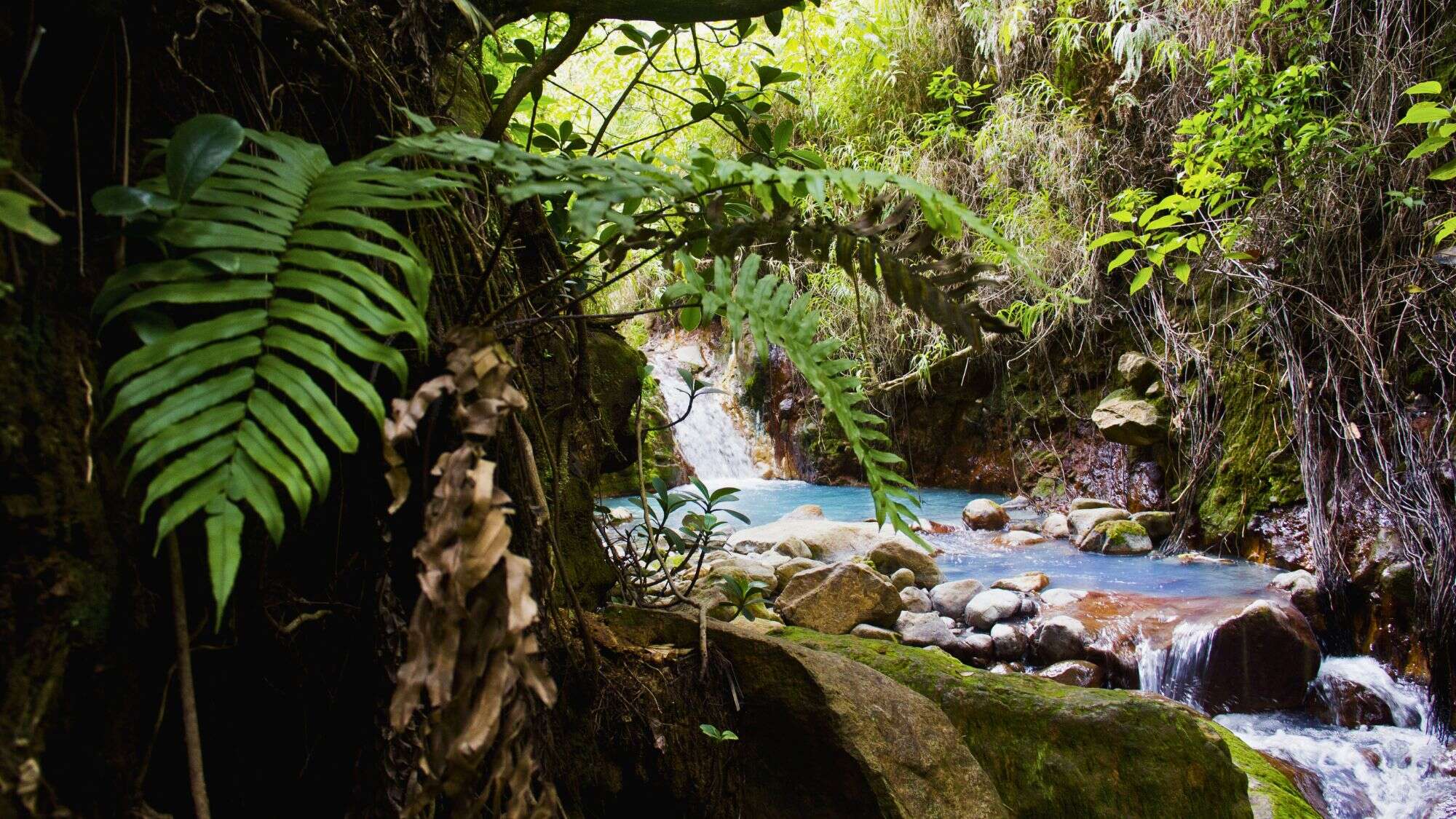 A geothermal stream of milky blue water flows through mossy rocks and tangled jungle roots, surrounded by dense tropical foliage and a hint of steam rising.