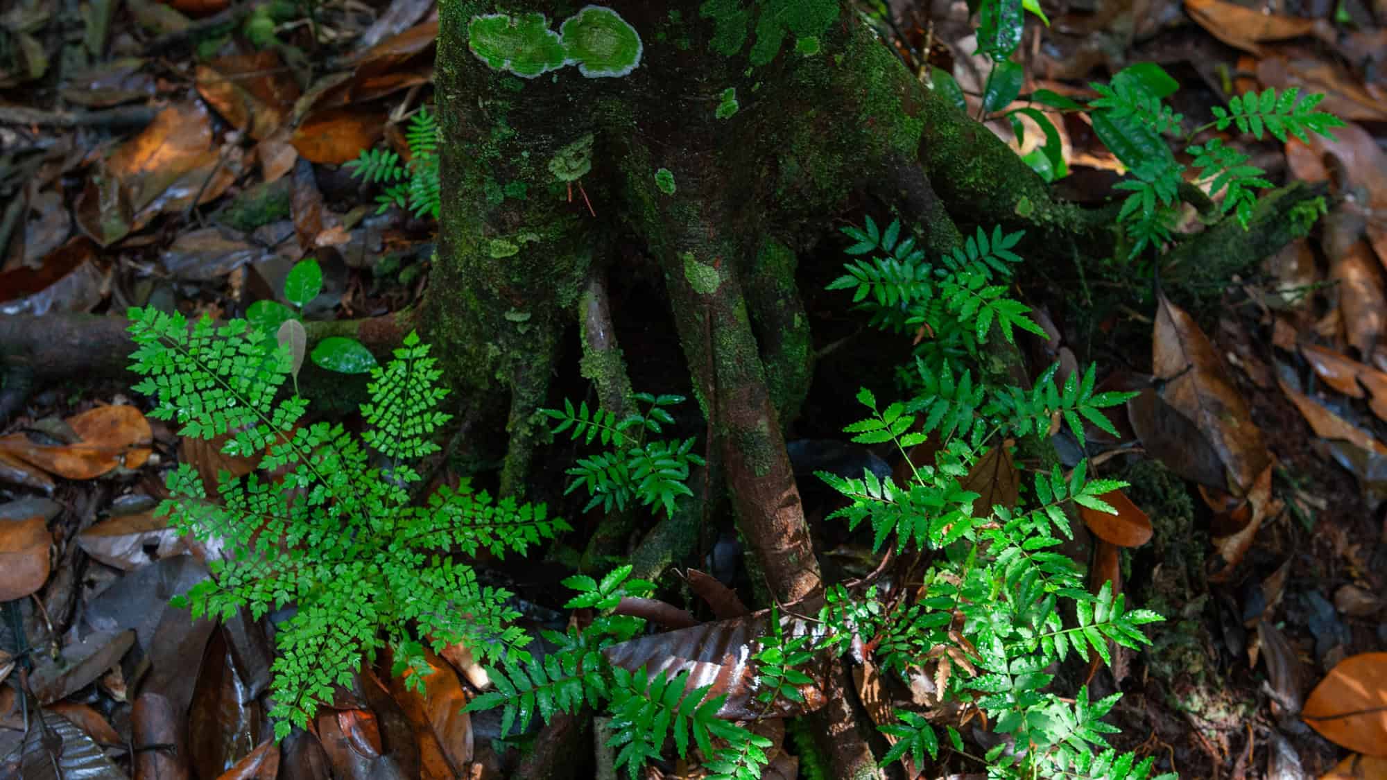 Close-up of vibrant green ferns growing at the moss-covered base of a tree trunk in the Amazon rainforest, surrounded by fallen leaves on the damp forest floor.