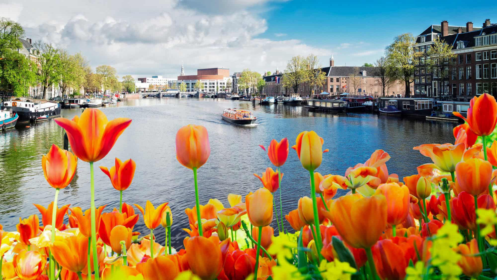 A vibrant foreground of orange and yellow tulips frames a serene canal in Amsterdam, with a boat cruising through the calm water and historic buildings lining the banks under a bright, slightly cloudy sky.