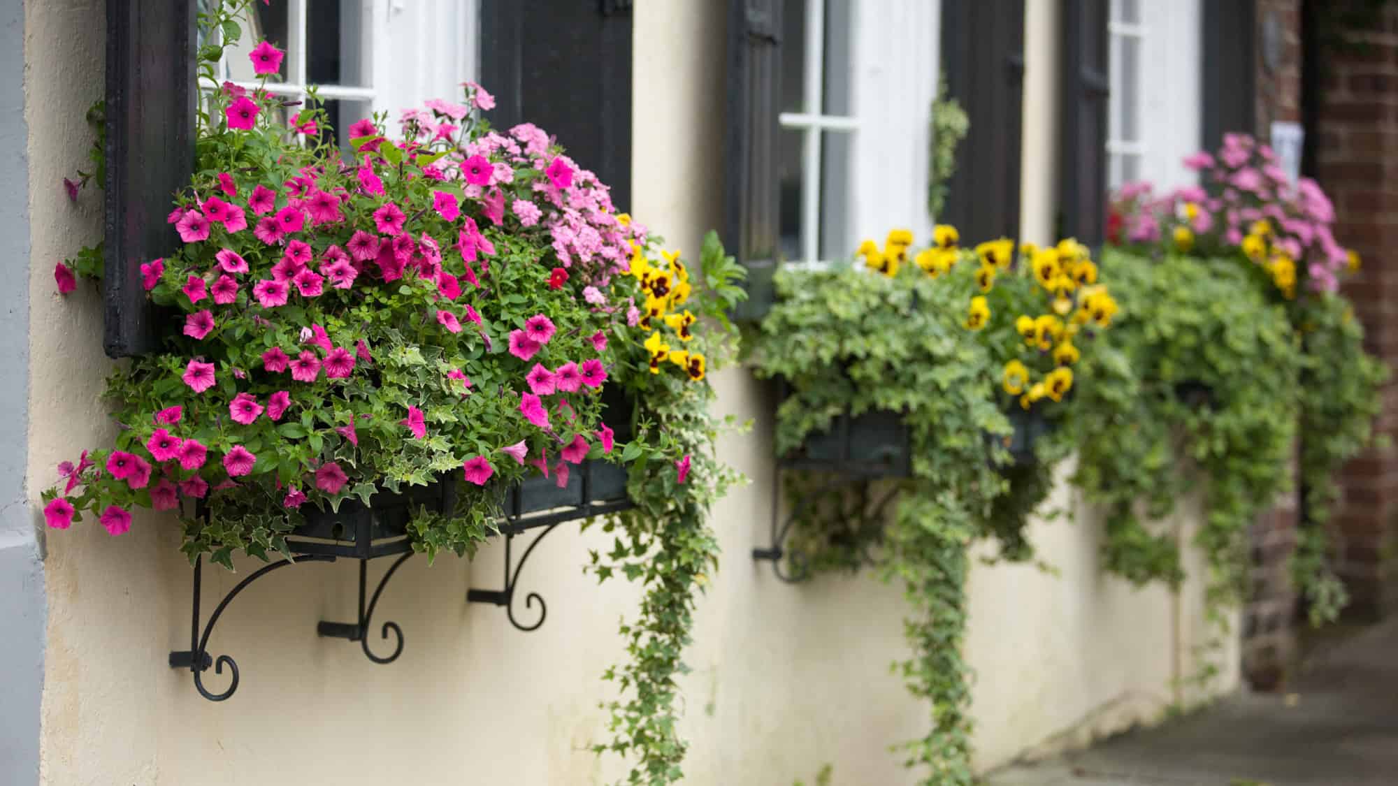 A row of charming window boxes overflowing with colorful flowers—vibrant pink petunias, yellow pansies, and trailing ivy—adds life to the exterior of a historic Charleston home.