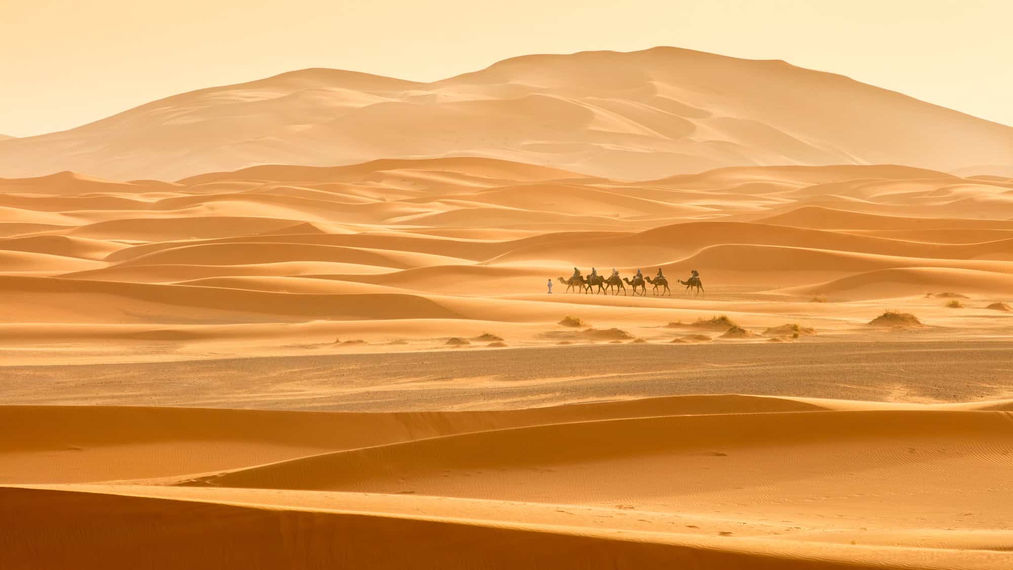 A group of camels and their rider traverse golden sand dunes under a hazy sky, surrounded by sweeping waves of desert hills in soft sunlight.