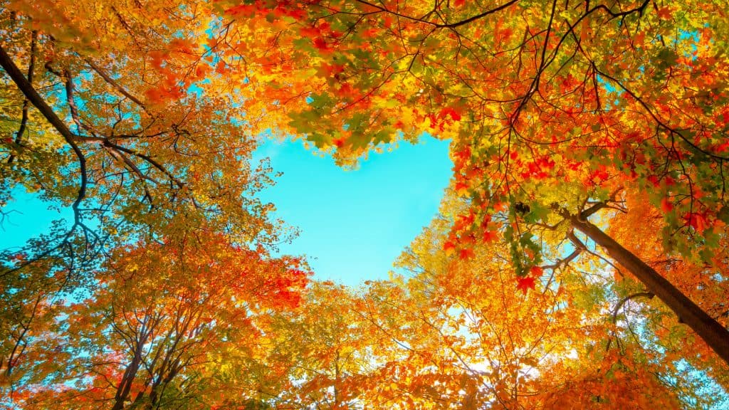 A vibrant canopy of red, orange, and yellow leaves fills the sky in this upward-looking view of a forest during peak autumn, with brilliant sunlight shining through the foliage.