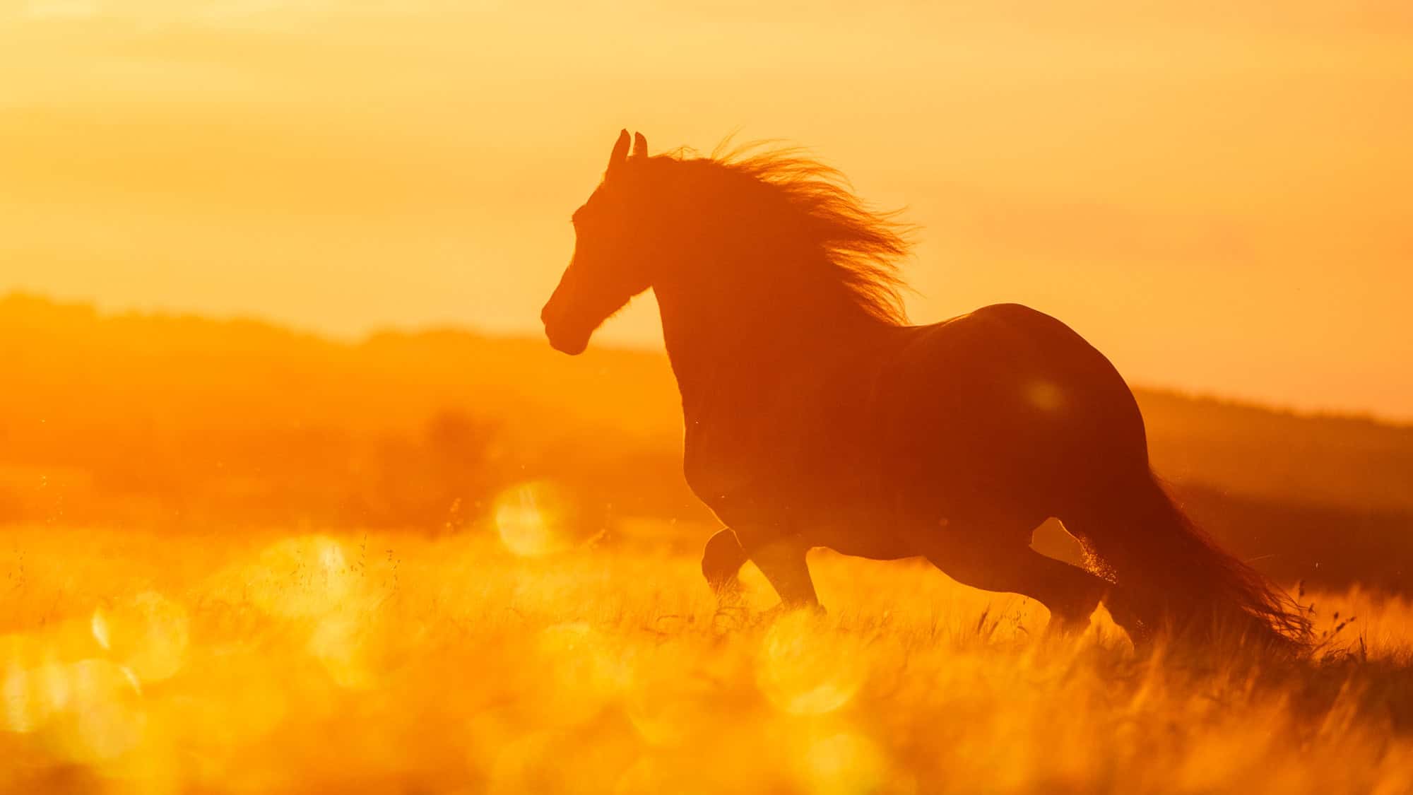 A silhouette of a horse running through a golden field at sunset, backlit by glowing amber light and sparkling lens flares that fill the scene with warmth and motion.
