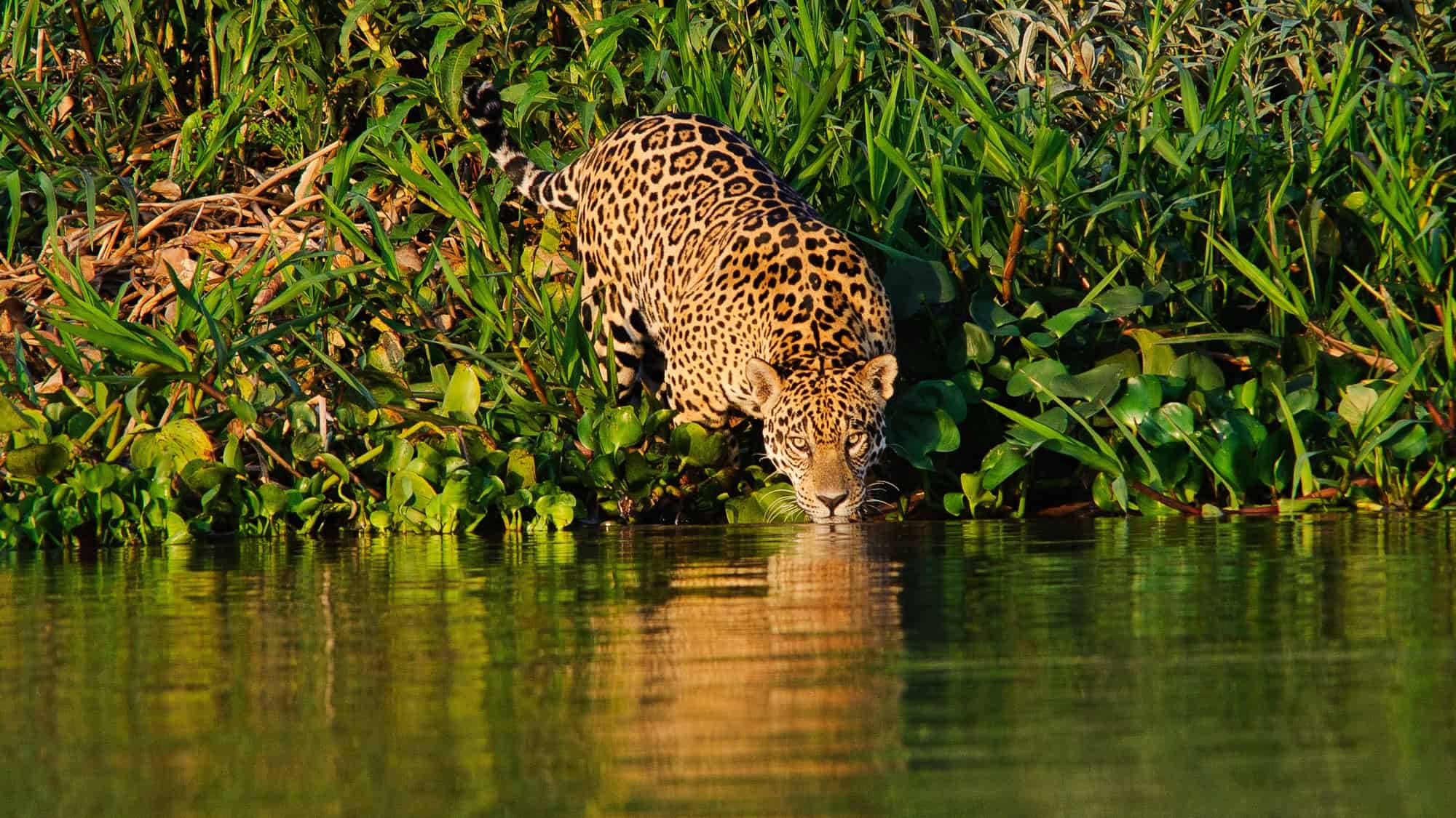 A jaguar cautiously drinks from a river in Brazil’s Pantanal region, partially hidden by thick green vegetation with its eyes locked on the camera.