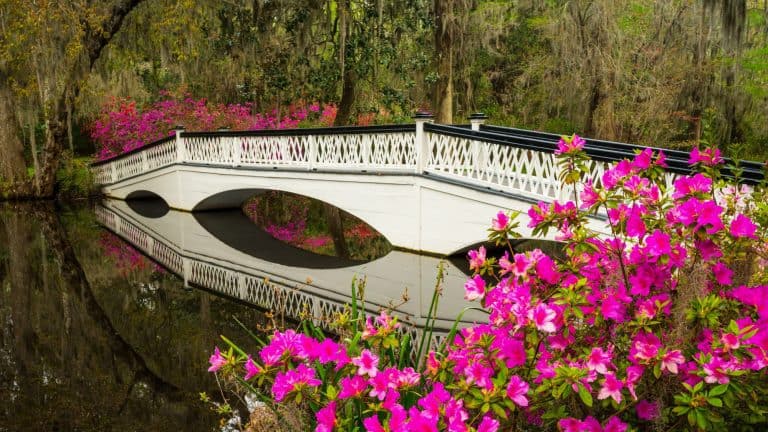A white, arched bridge with crisscrossed railing reflects perfectly on the still blackwater, surrounded by blooming hot pink azaleas and mossy trees in Charleston’s Magnolia Plantation gardens.