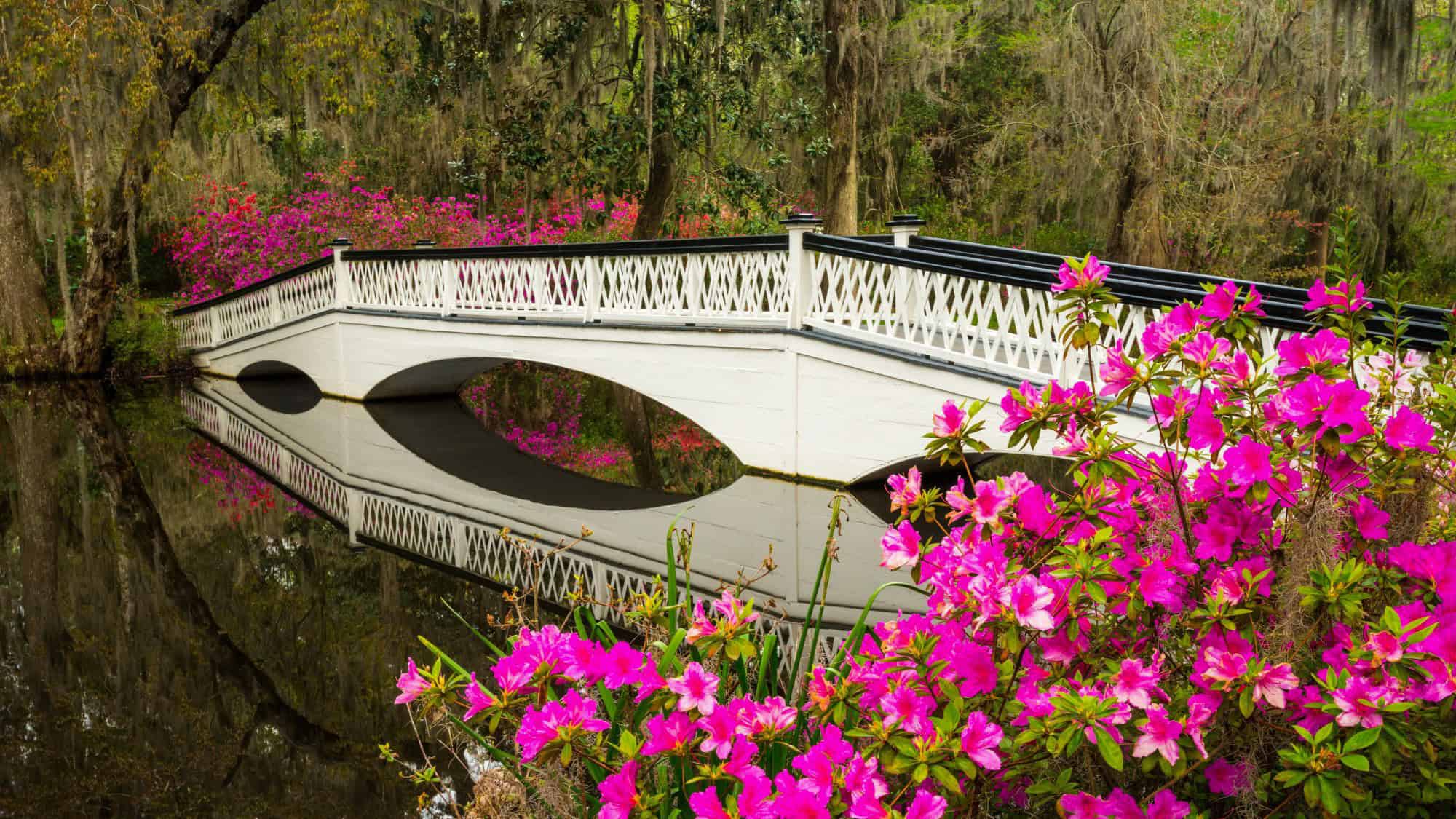 A white, arched bridge with crisscrossed railing reflects perfectly on the still blackwater, surrounded by blooming hot pink azaleas and mossy trees in Charleston’s Magnolia Plantation gardens.