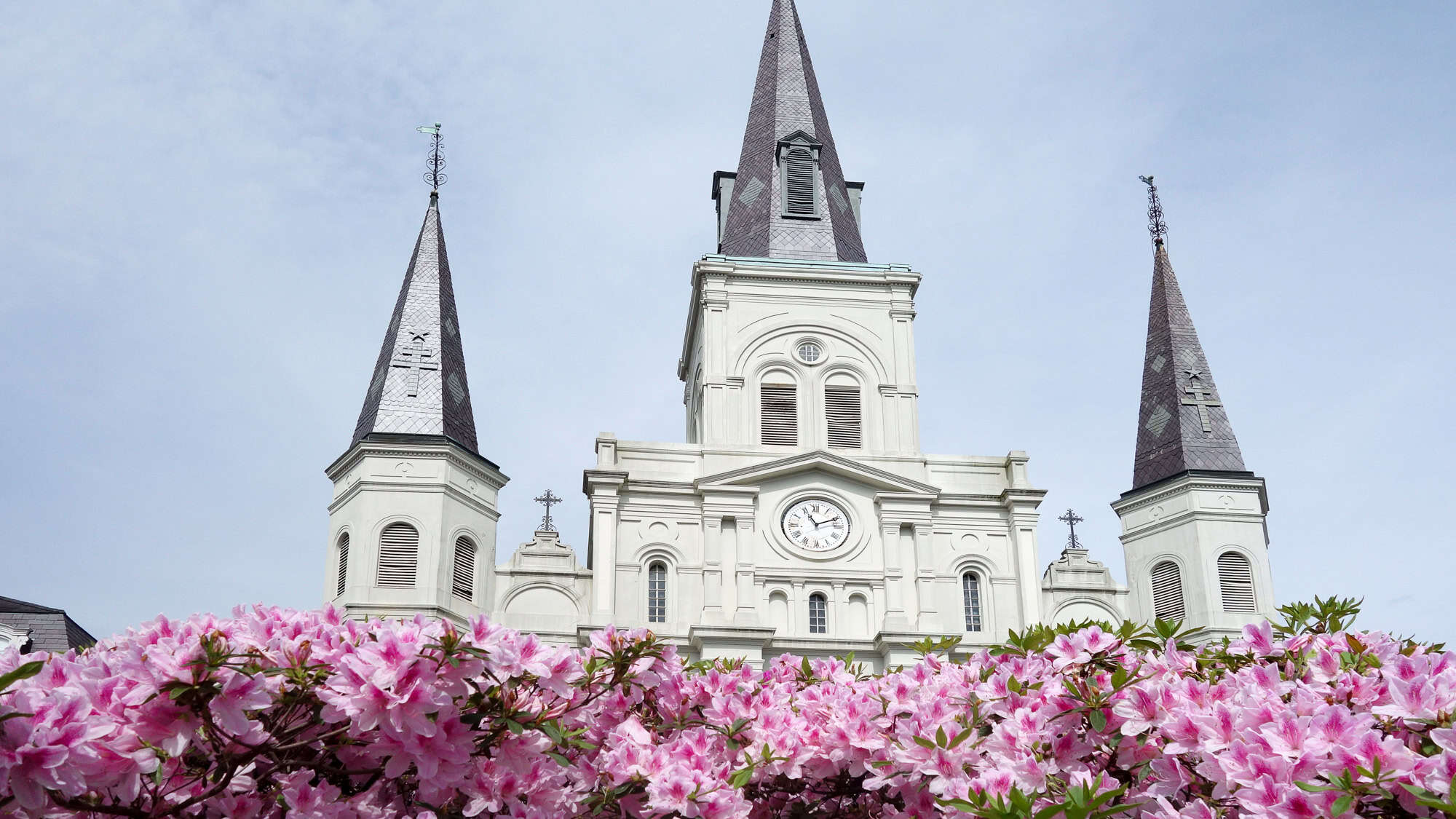 A stately white church with three steeples stands behind a bloom of vibrant pink azaleas, likely in Jackson Square, New Orleans, under a clear, pale blue sky.