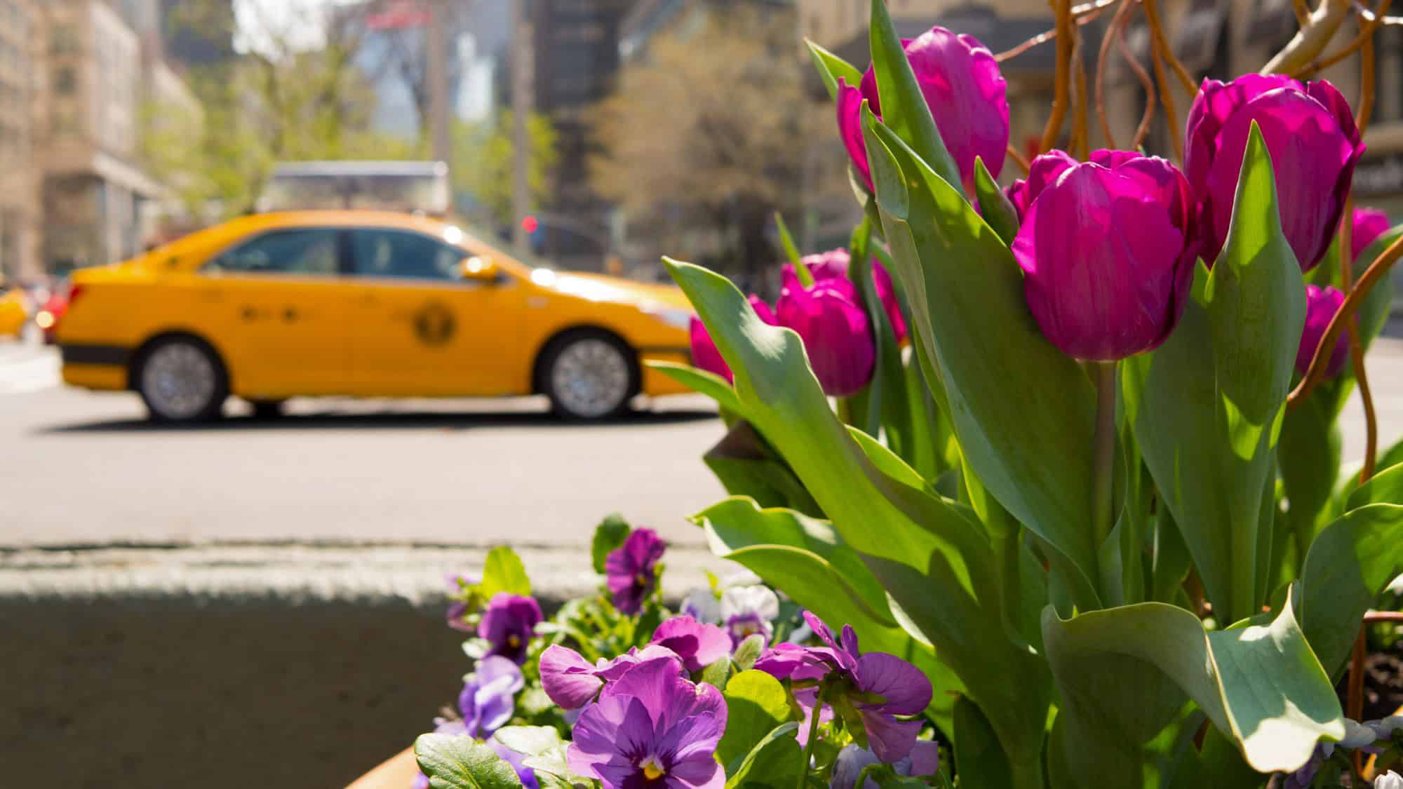 Bright pink tulips and purple pansies bloom in the foreground, while a classic yellow New York City taxi blurs by in the background, capturing a spring moment in the bustling city.