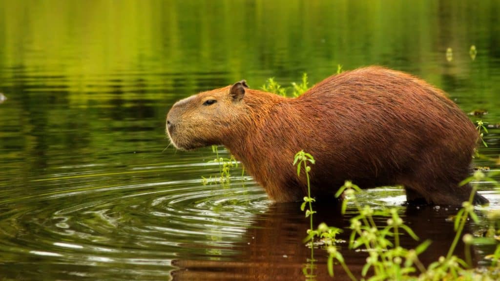A capybara, the world’s largest rodent, wades into shallow, reflective water surrounded by lush greenery, its reddish-brown fur slick with moisture.