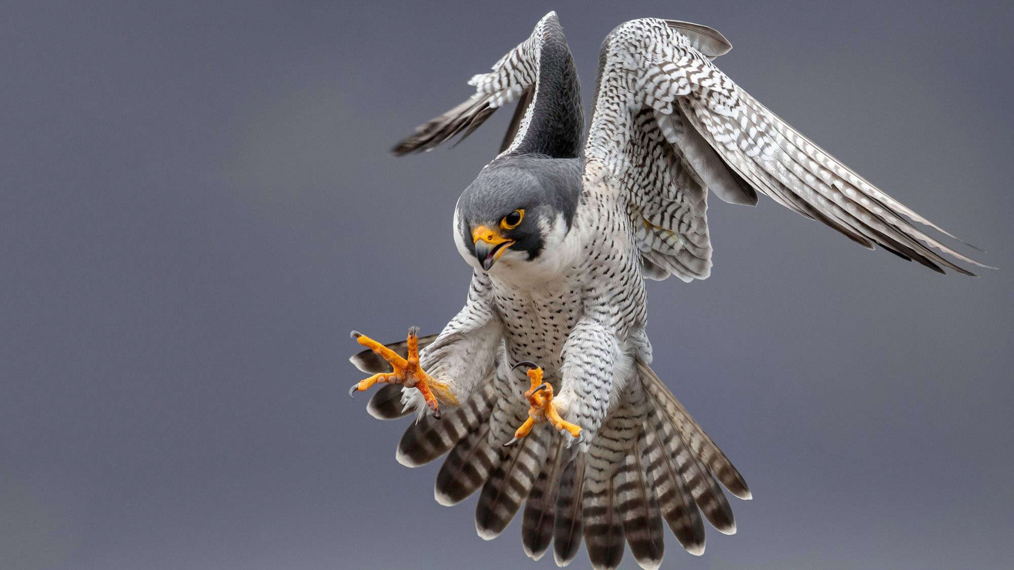 A dramatic mid-air close-up of a peregrine falcon with wings spread, talons extended, and intense gaze—capturing the precision and speed of this powerful bird of prey.