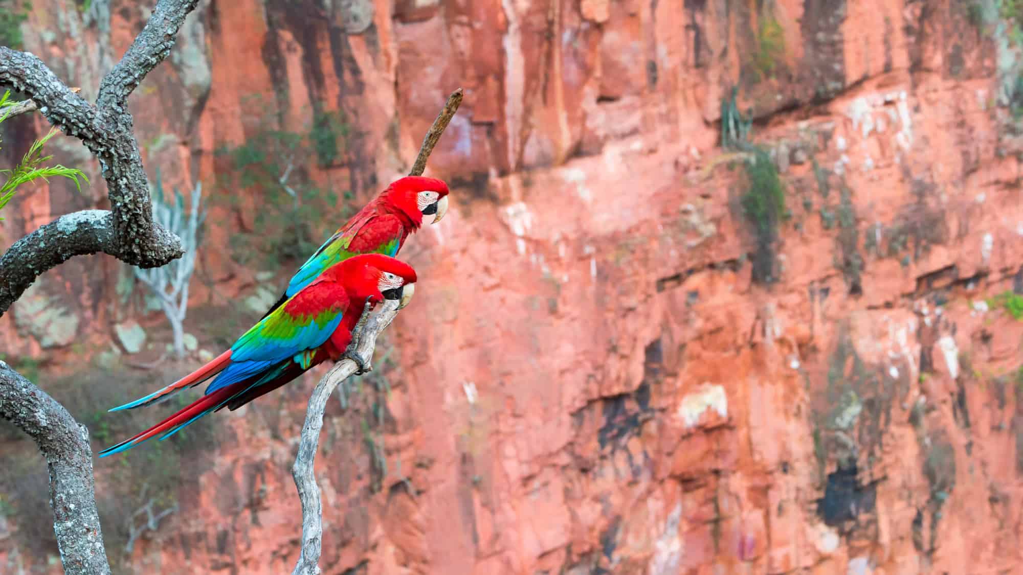 Two vibrant red-and-green macaws perch on a branch overlooking the rocky red cliffs of the Buraco das Araras sinkhole in Brazil’s Mato Grosso do Sul.