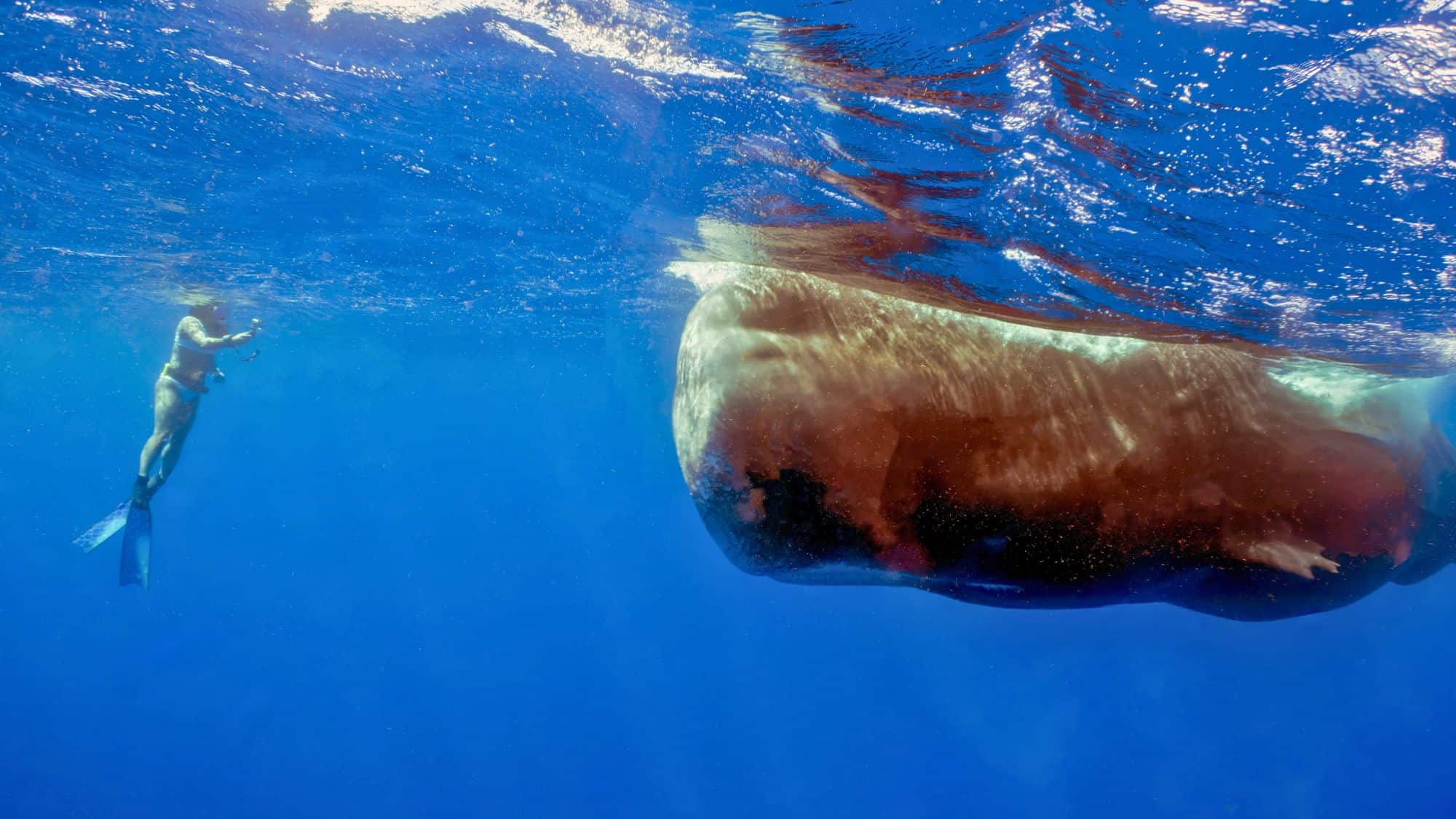 Roseau, Dominica - 28th February 2024: A snorkeller observing a Sperm Whale (Physeter macrocephalus) in the Caribbean Sea