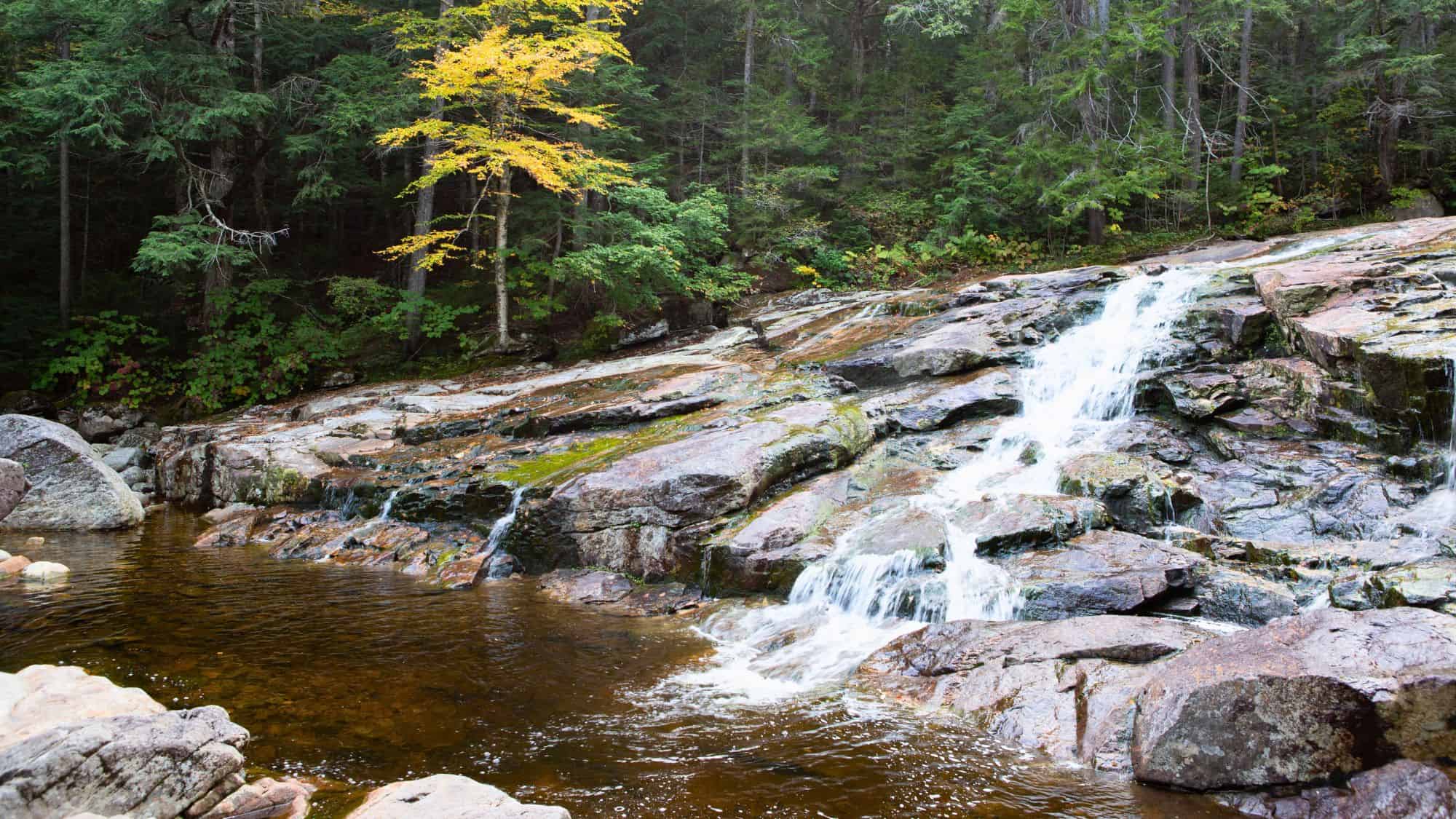 A small, multi-tiered waterfall gently flows over smooth, moss-covered rocks into a shallow, amber-colored pool, framed by a forest with a striking yellow-leaved tree standing out among evergreens.