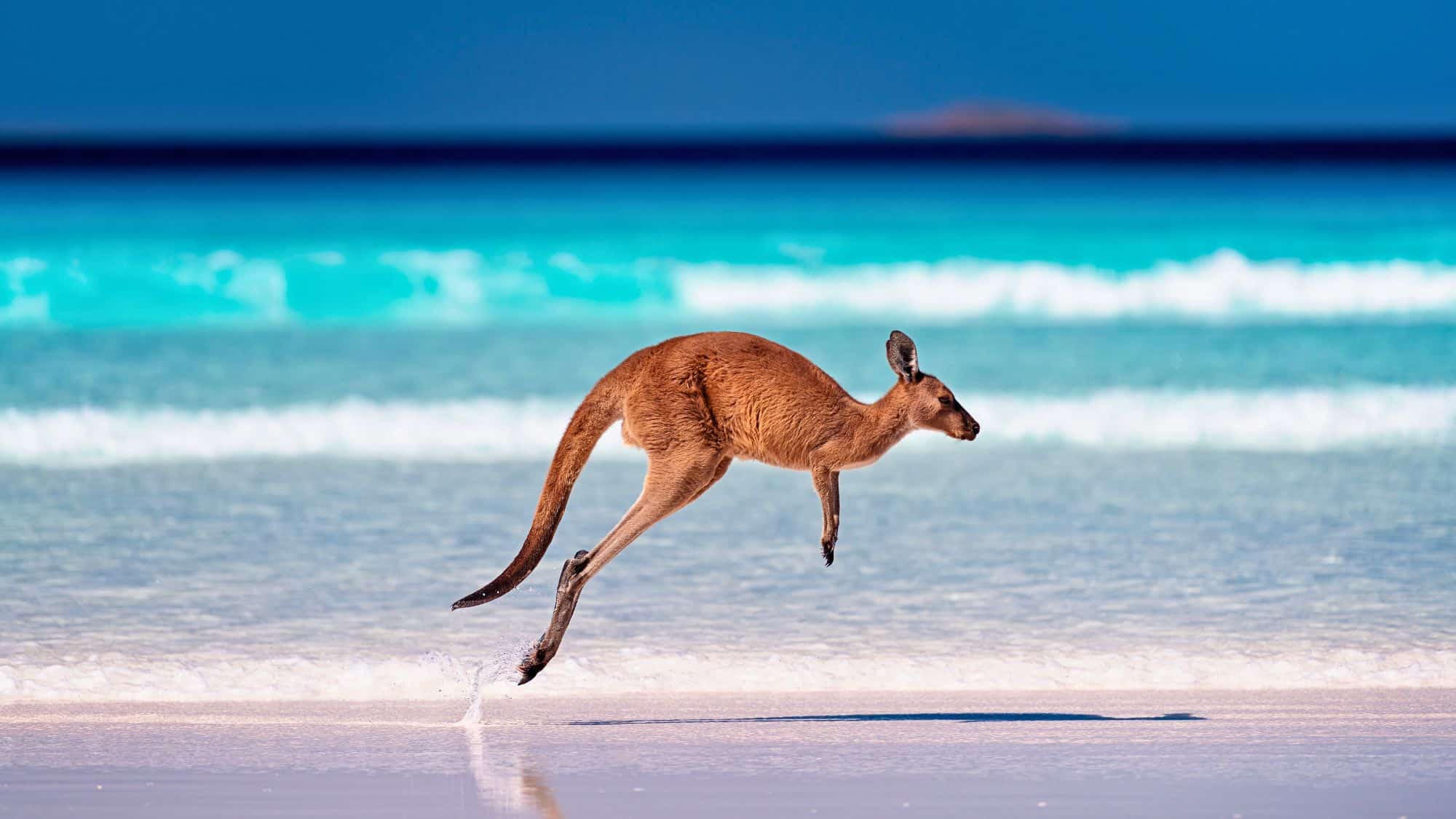 A kangaroo bounds gracefully along the pristine white sands of Esperance Beach, Australia, with turquoise waves rolling behind it. The bright ocean and clear sky frame the uniquely Australian wildlife moment.