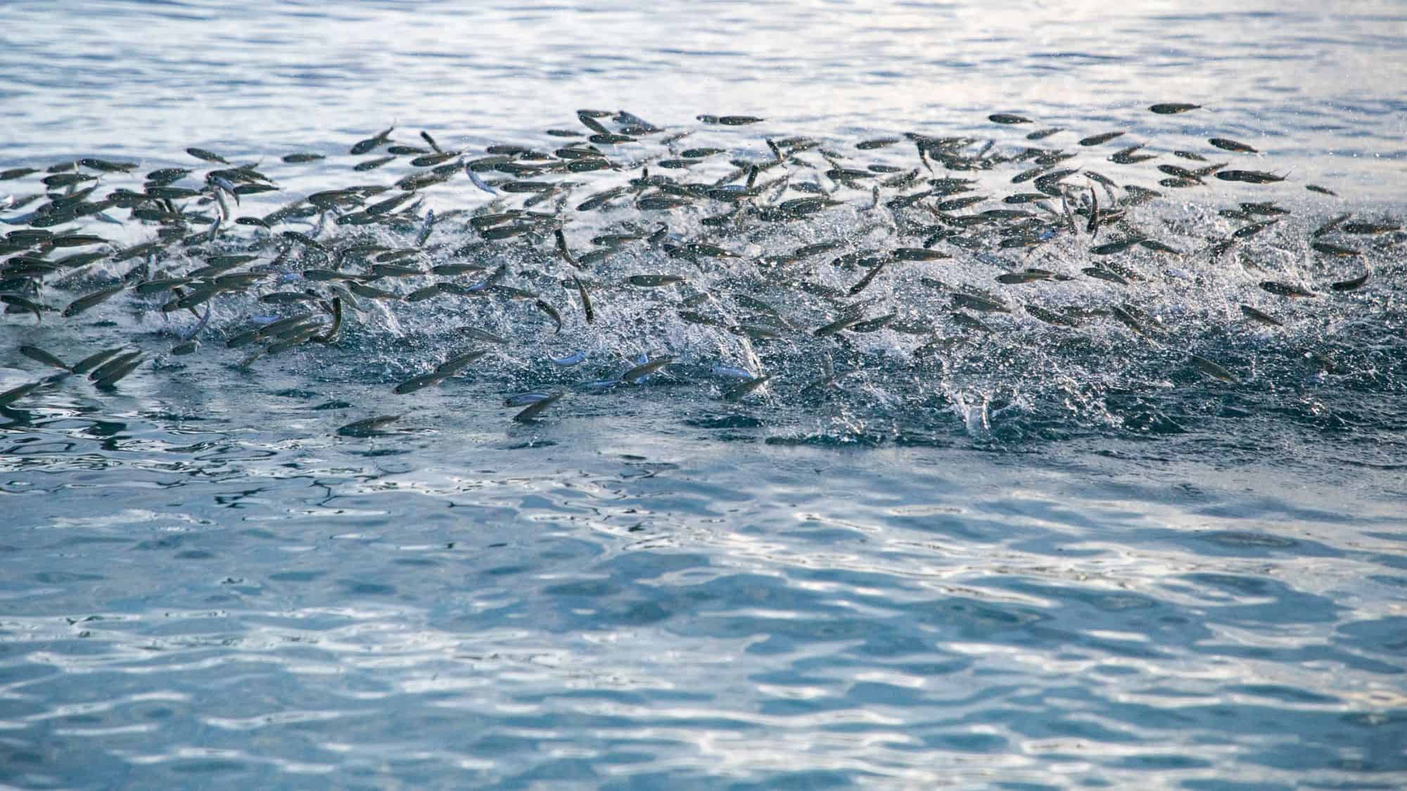 A school of small fish leap out of turquoise water in unison, creating a splashy, dynamic scene above the ocean's surface.