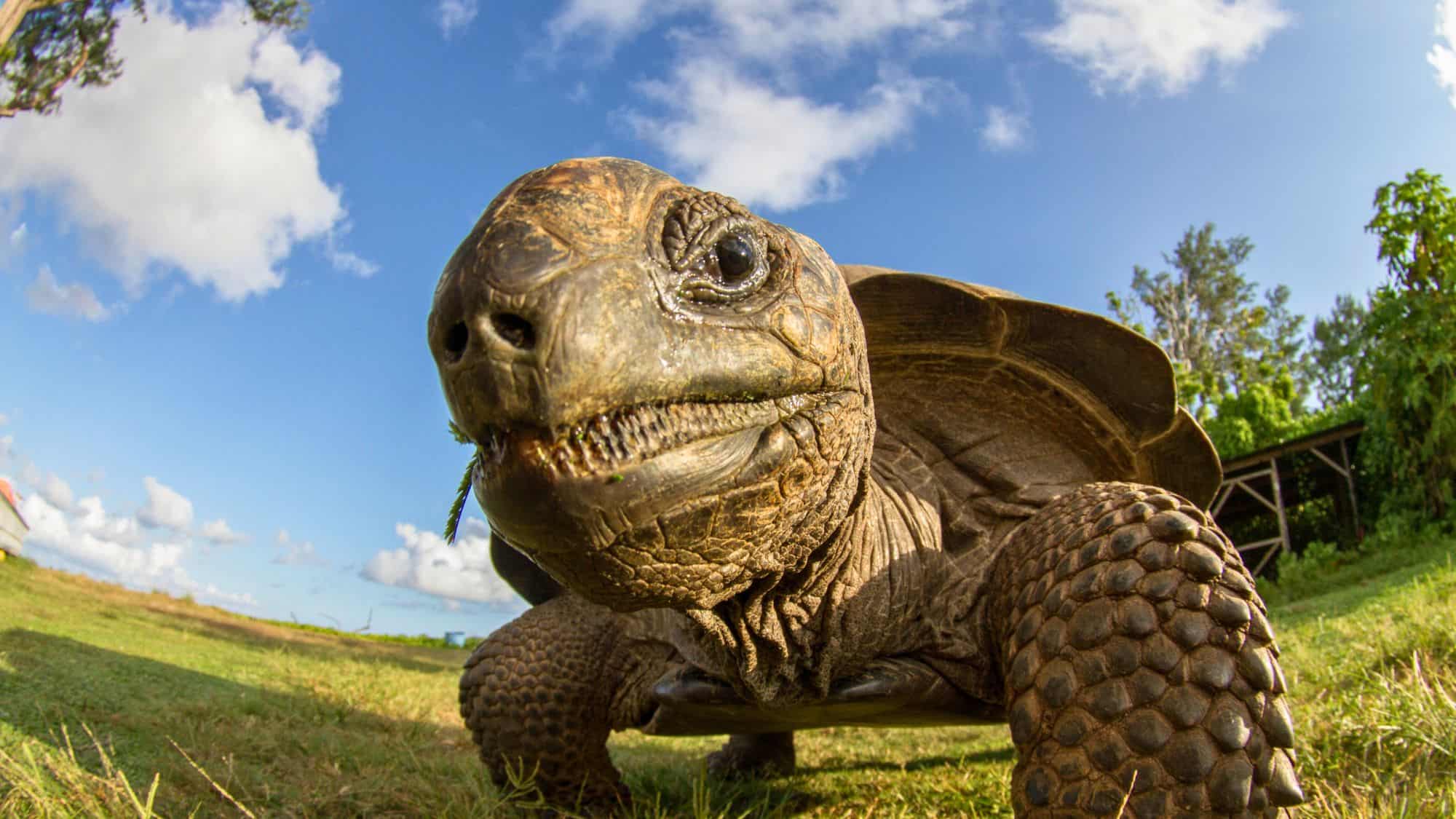 A close-up, wide-angle view of a giant Aldabra tortoise on grass, staring directly into the camera with a slightly comical expression and detailed textured skin.