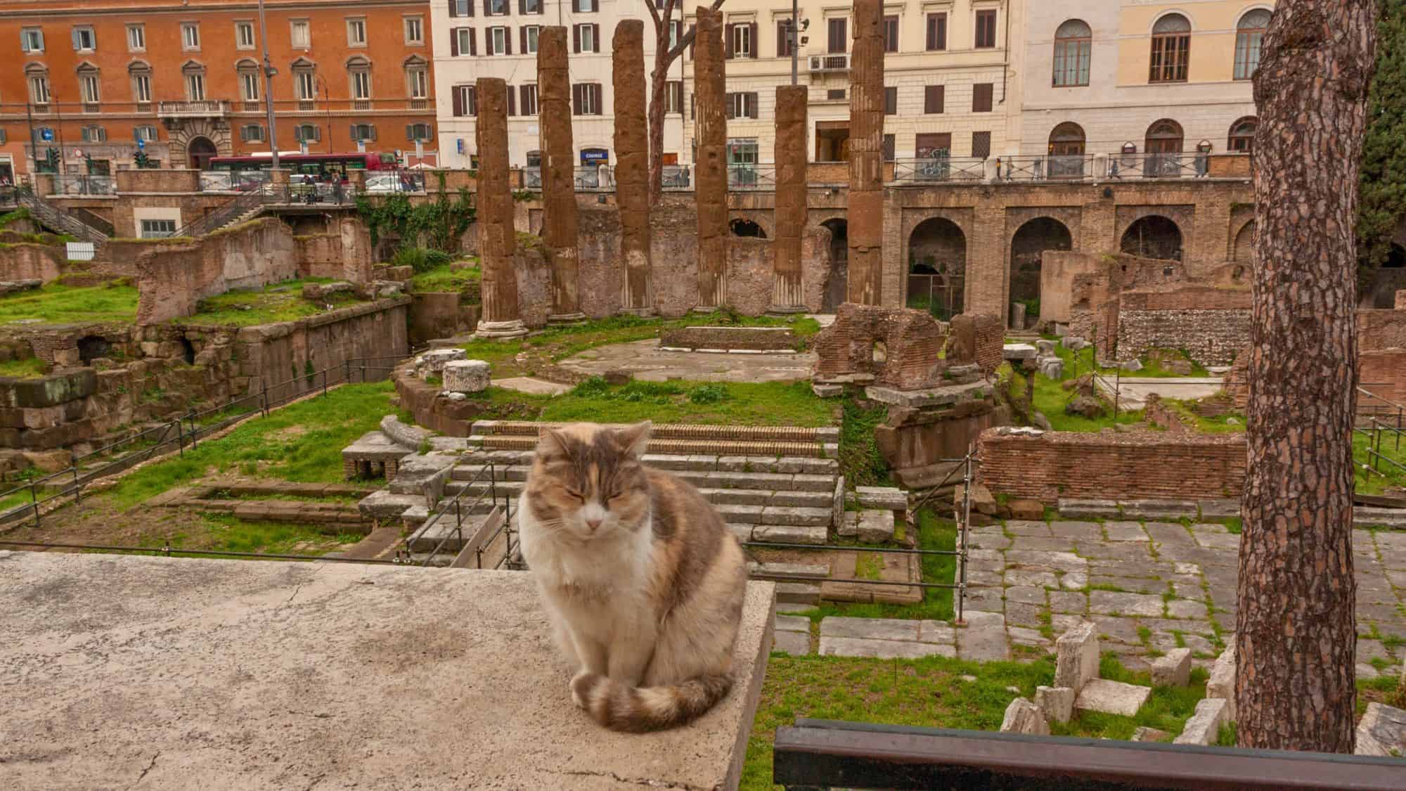 A calico cat peacefully sits on a ledge overlooking the ancient Roman ruins of Largo di Torre Argentina in Rome, with temple columns and buildings in the background.