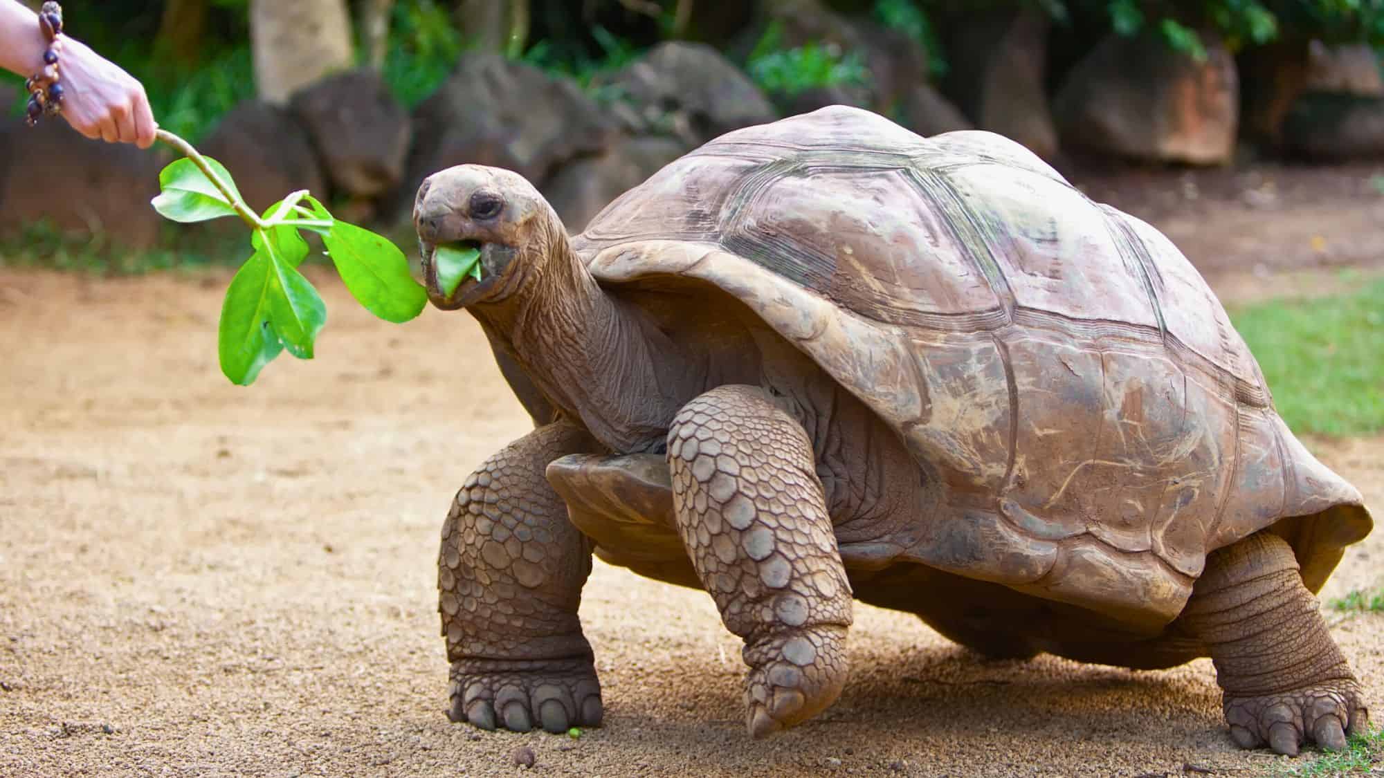 A giant tortoise is being hand-fed green leaves by a visitor, standing on sandy ground in a lush outdoor setting with trees in the background.