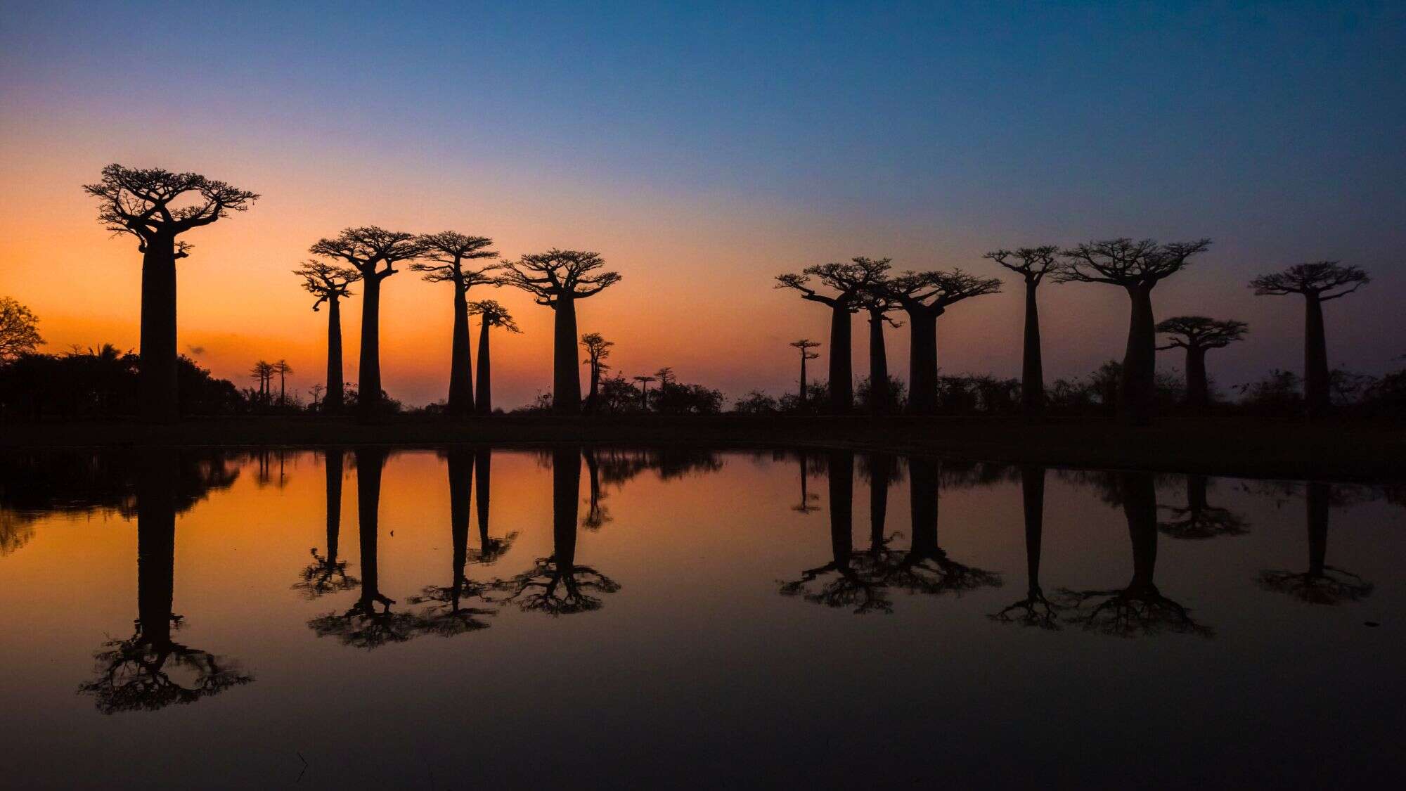 Tall baobab trees cast striking reflections in a still pool of water under a fading sunset sky in Toliara, Madagascar. The silhouettes stand boldly against the vibrant orange and deepening blue horizon, evoking a surreal, almost mythical landscape.