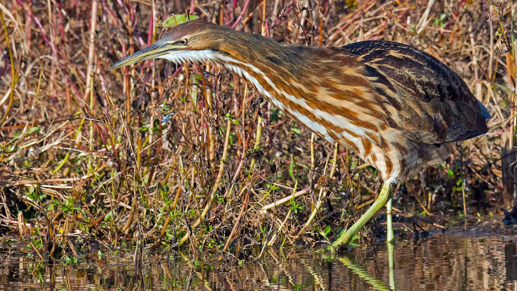An American bittern stalks through reeds at the water’s edge, its neck extended and beak poised, showing off its bold, vertical brown and white streaks for perfect marsh camouflage.