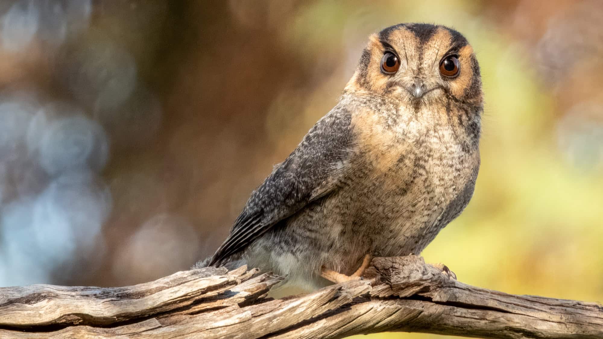 An Australian owlet-nightjar gazes directly at the camera from a gnarled branch, with wide, curious eyes and a mix of grey and rufous feathers glowing softly in the golden light.